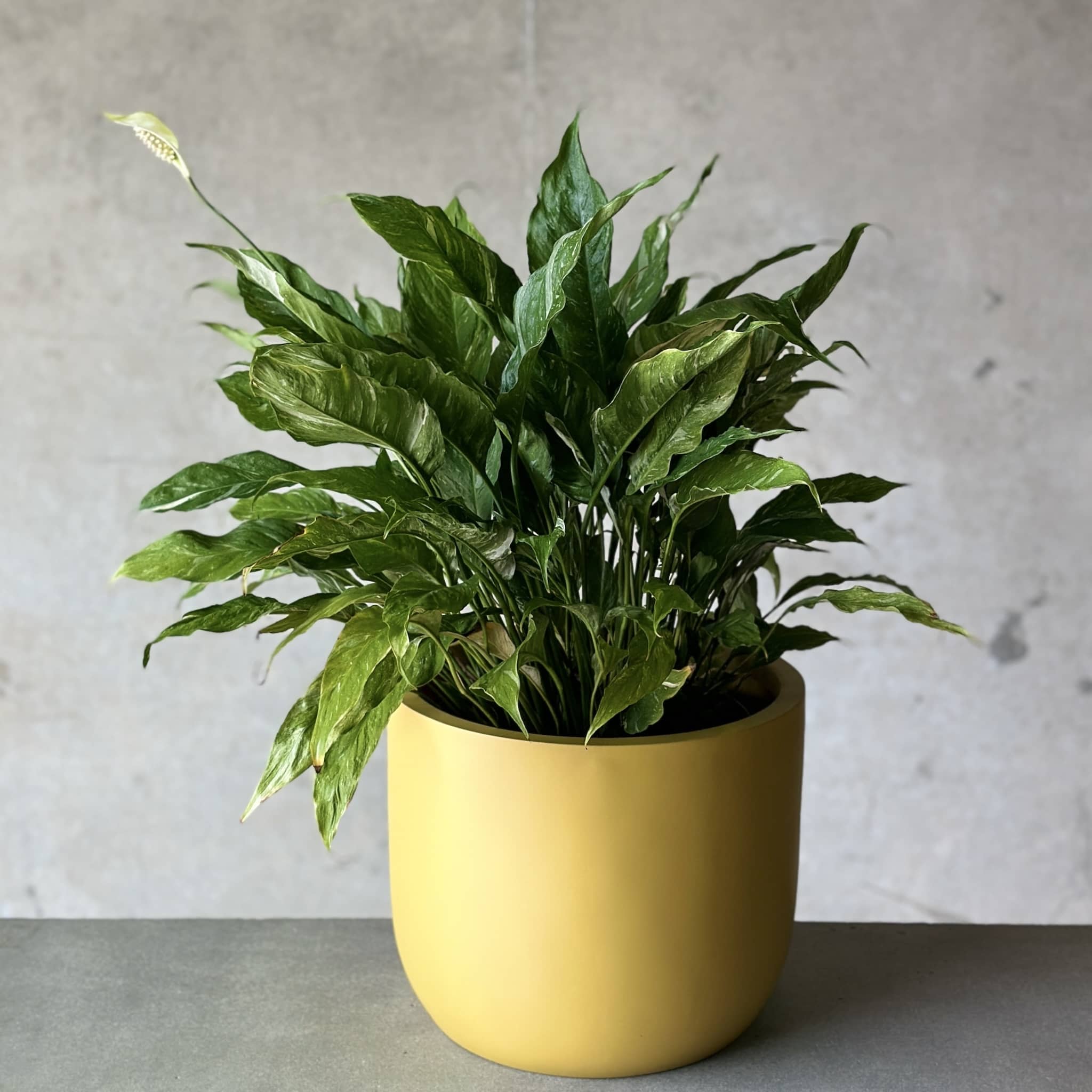 spathiphyllum peace lily plant in mustard fibreglass planter
