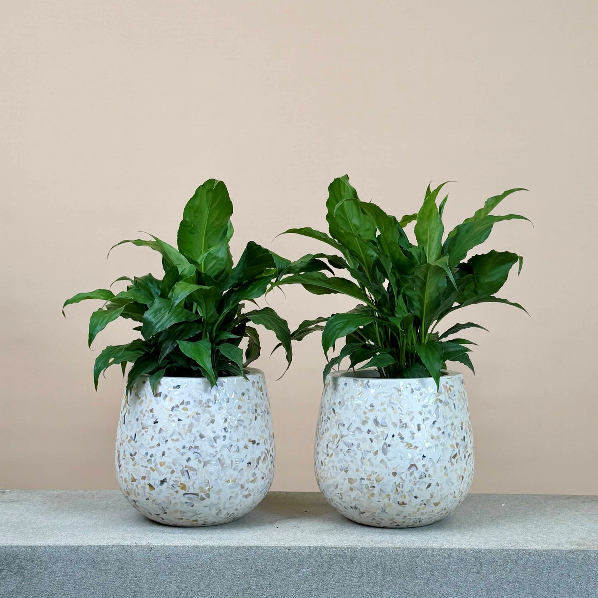 Peace Lily Mix & Match