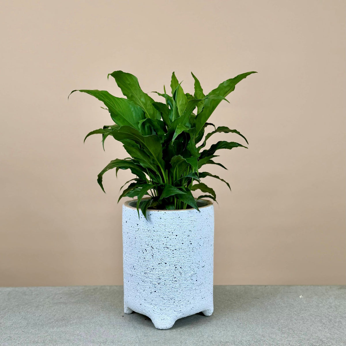Peace Lily Mix & Match