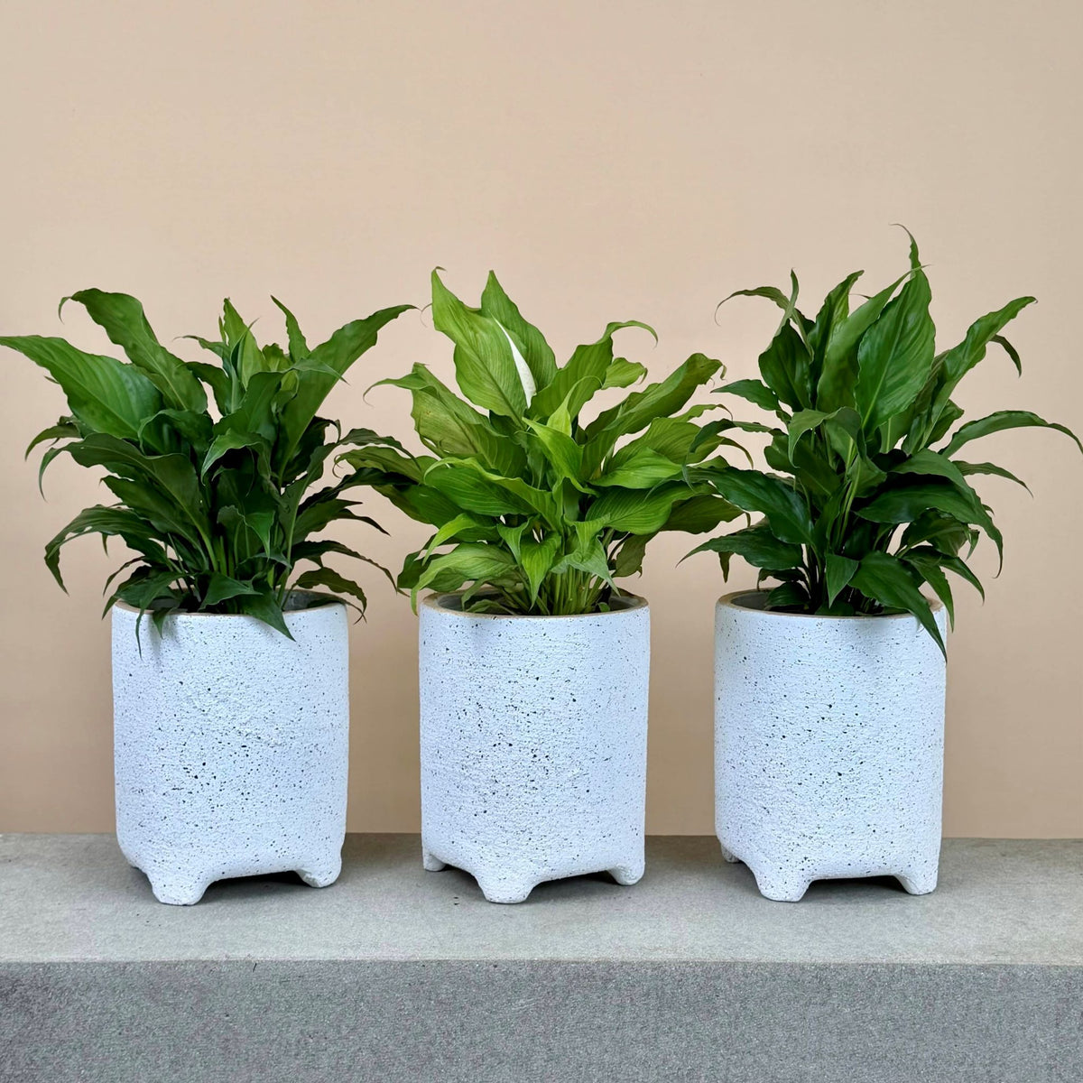 Peace Lily Mix & Match
