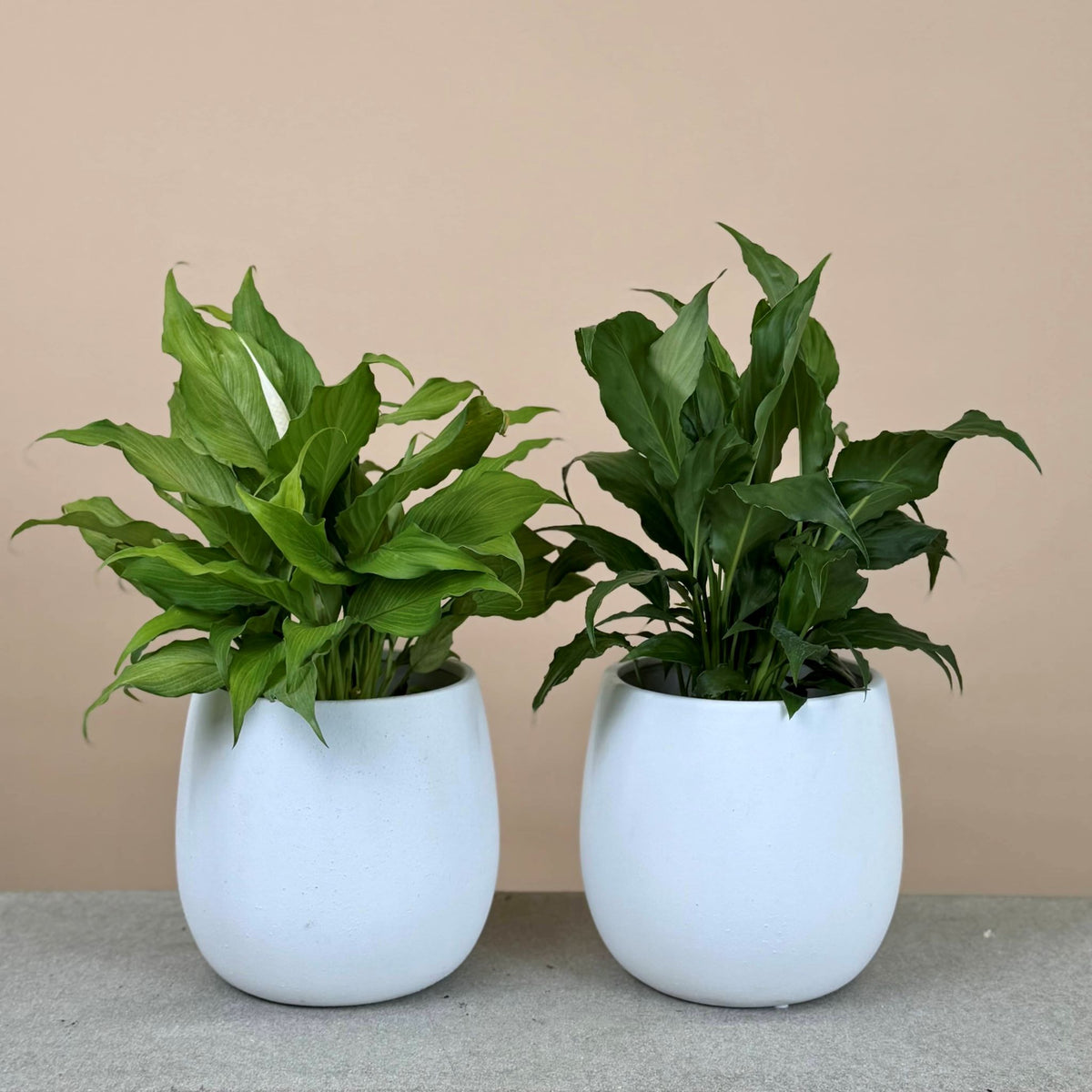 Peace Lily Mix & Match
