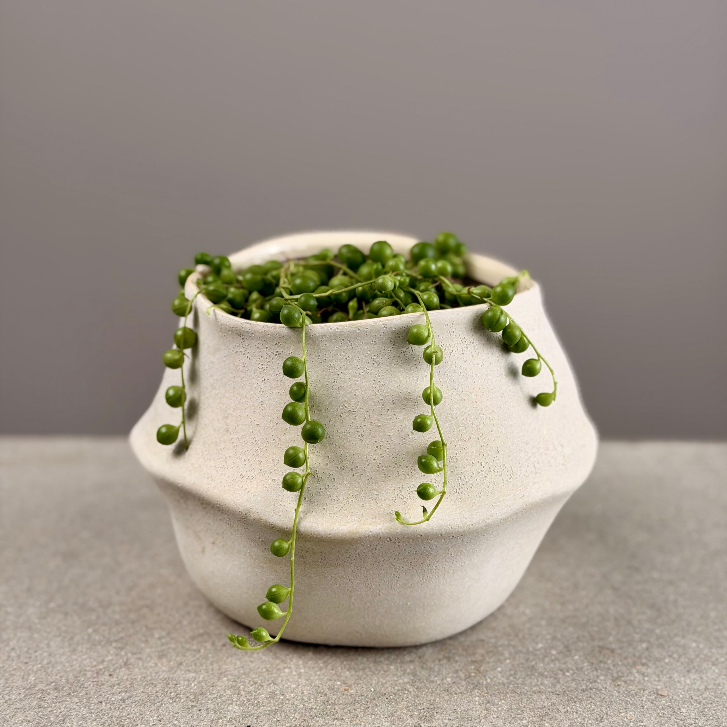 Succulent in Cream Planter - Small