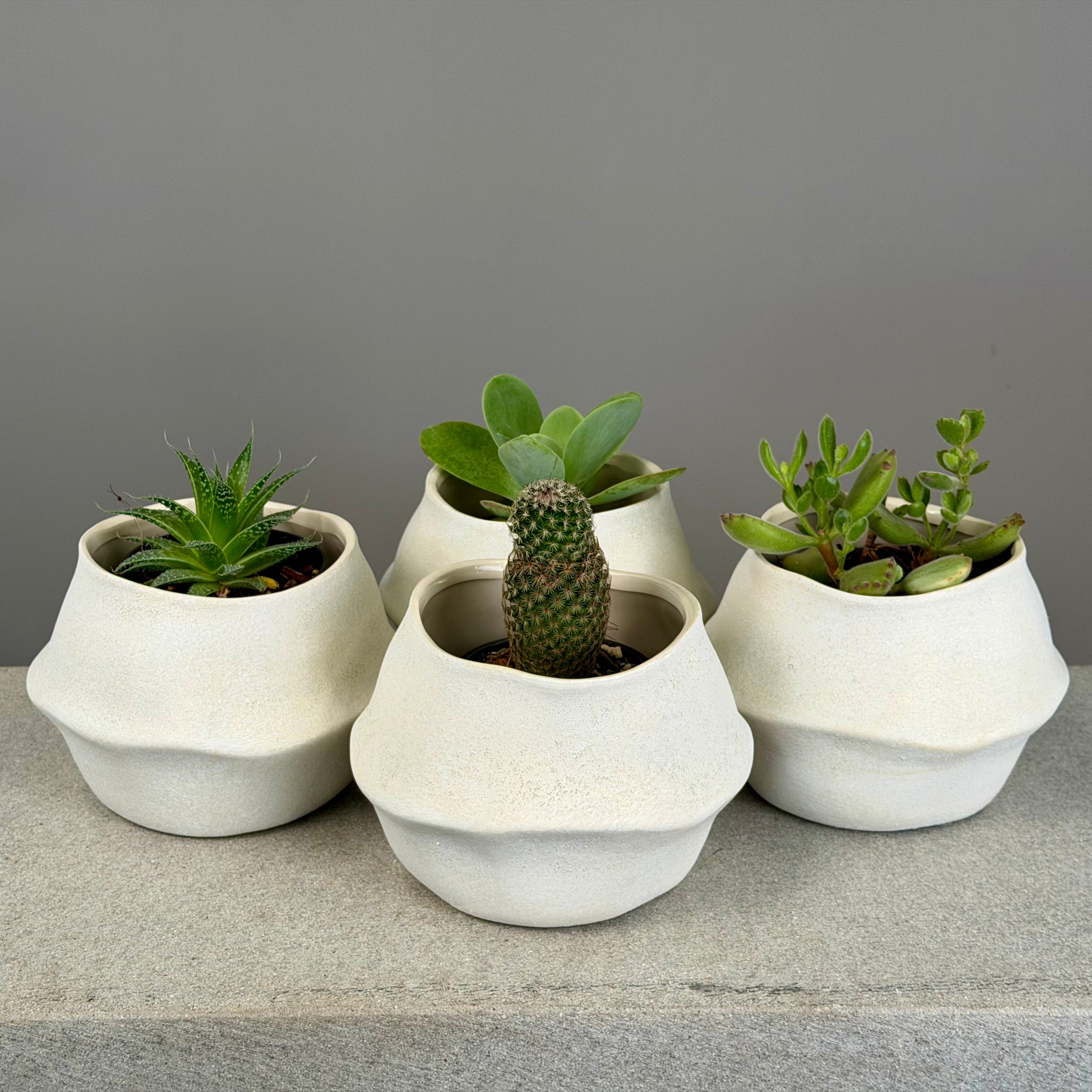 Succulent in Cream Planter - Small