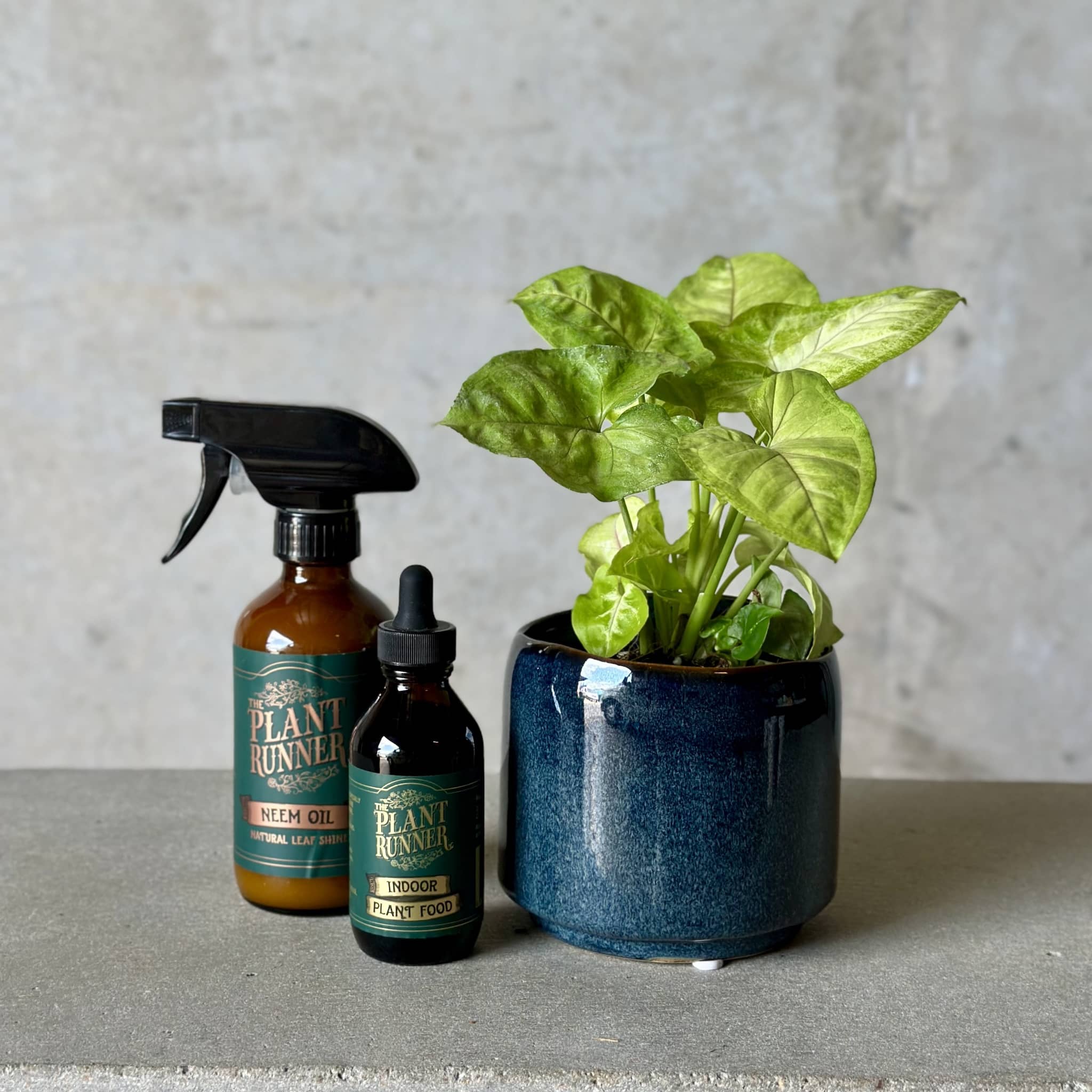 Navy Pot Plant + Care Duo