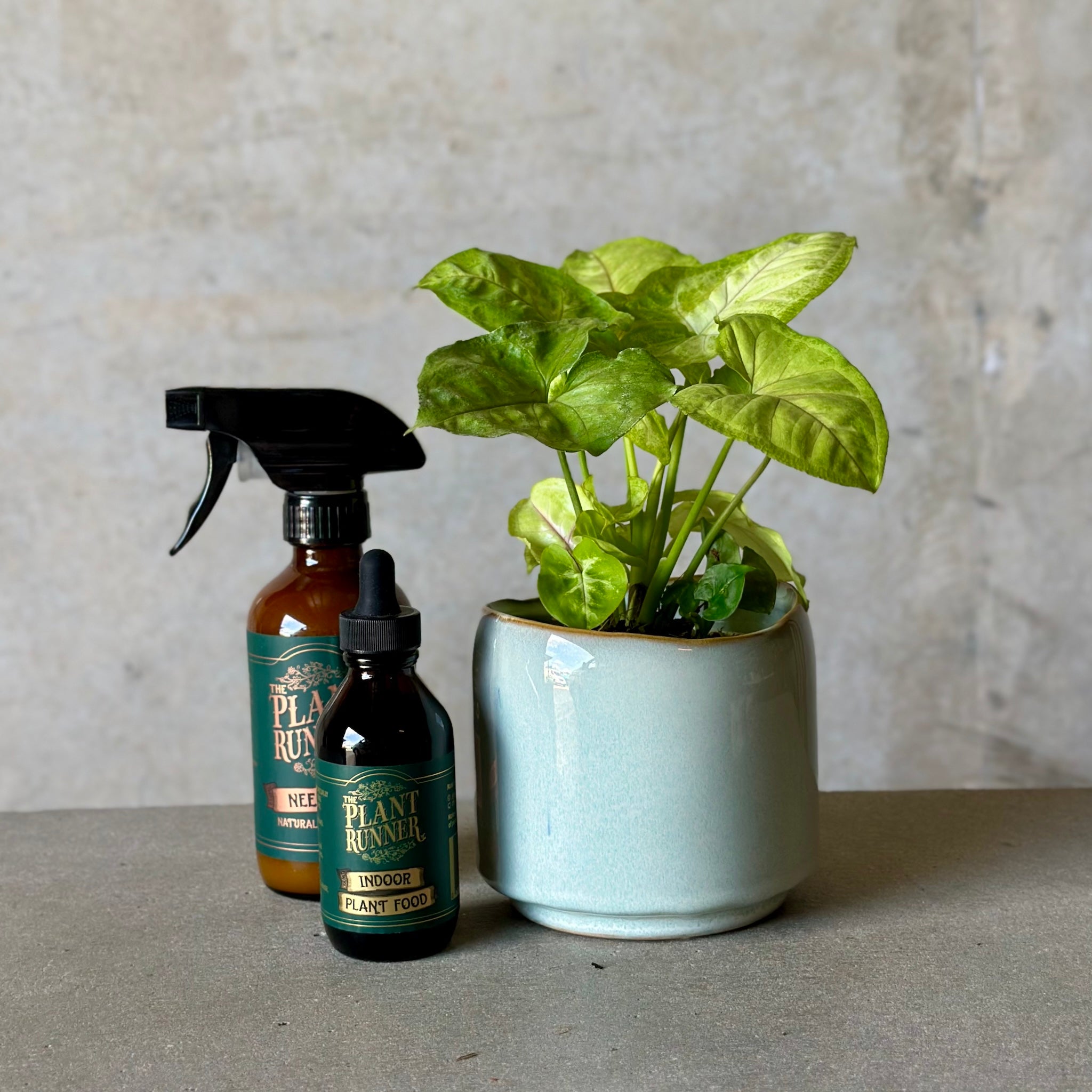 Sky Pot Plant + Care Duo