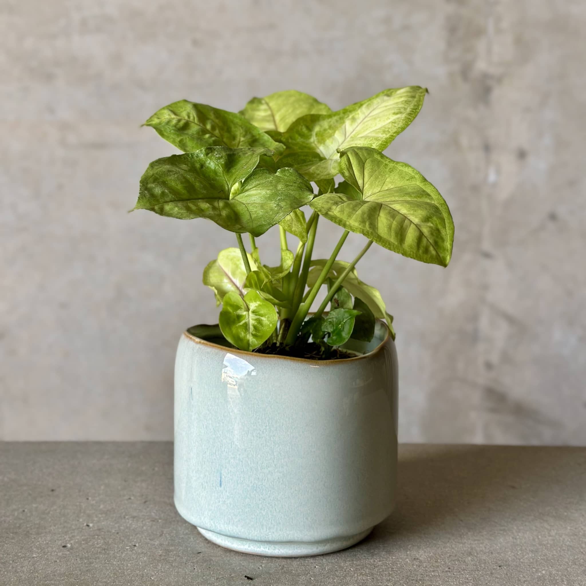 Sky Pot Plant + Chocs