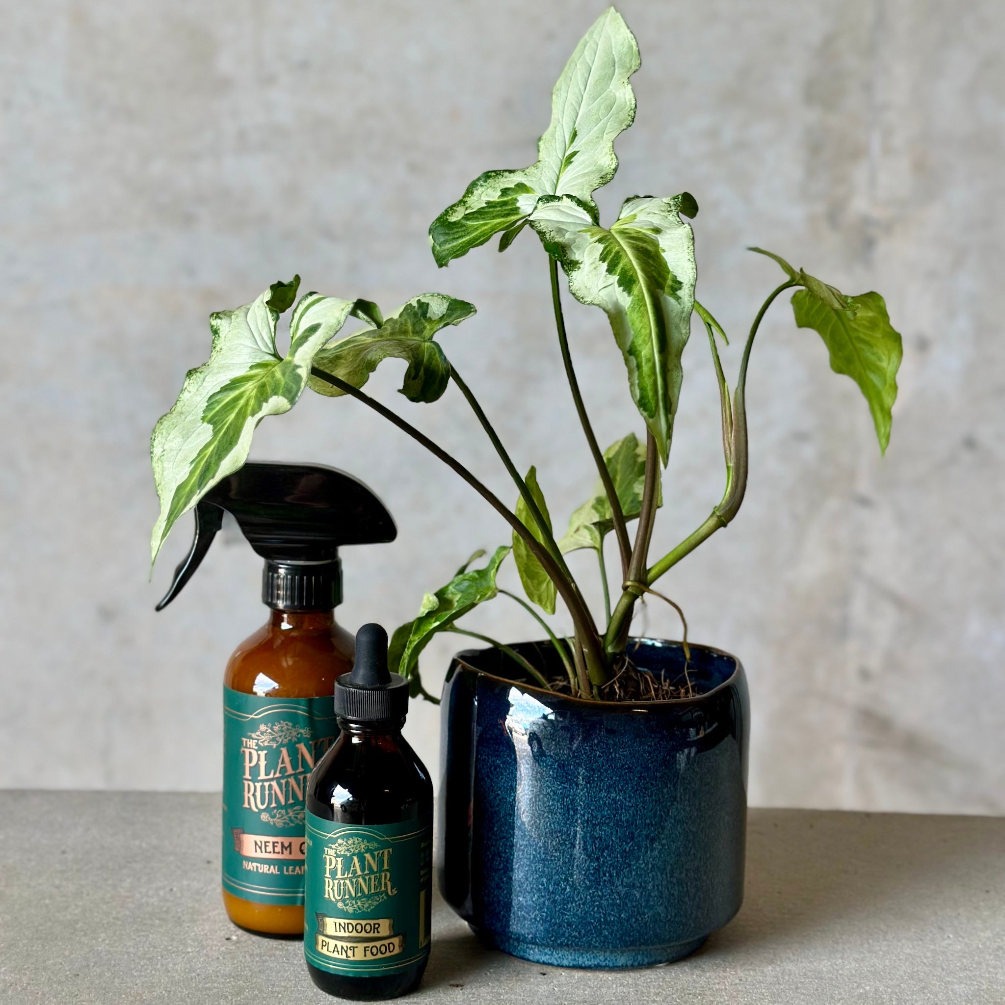 Navy Pot Plant + Care Duo