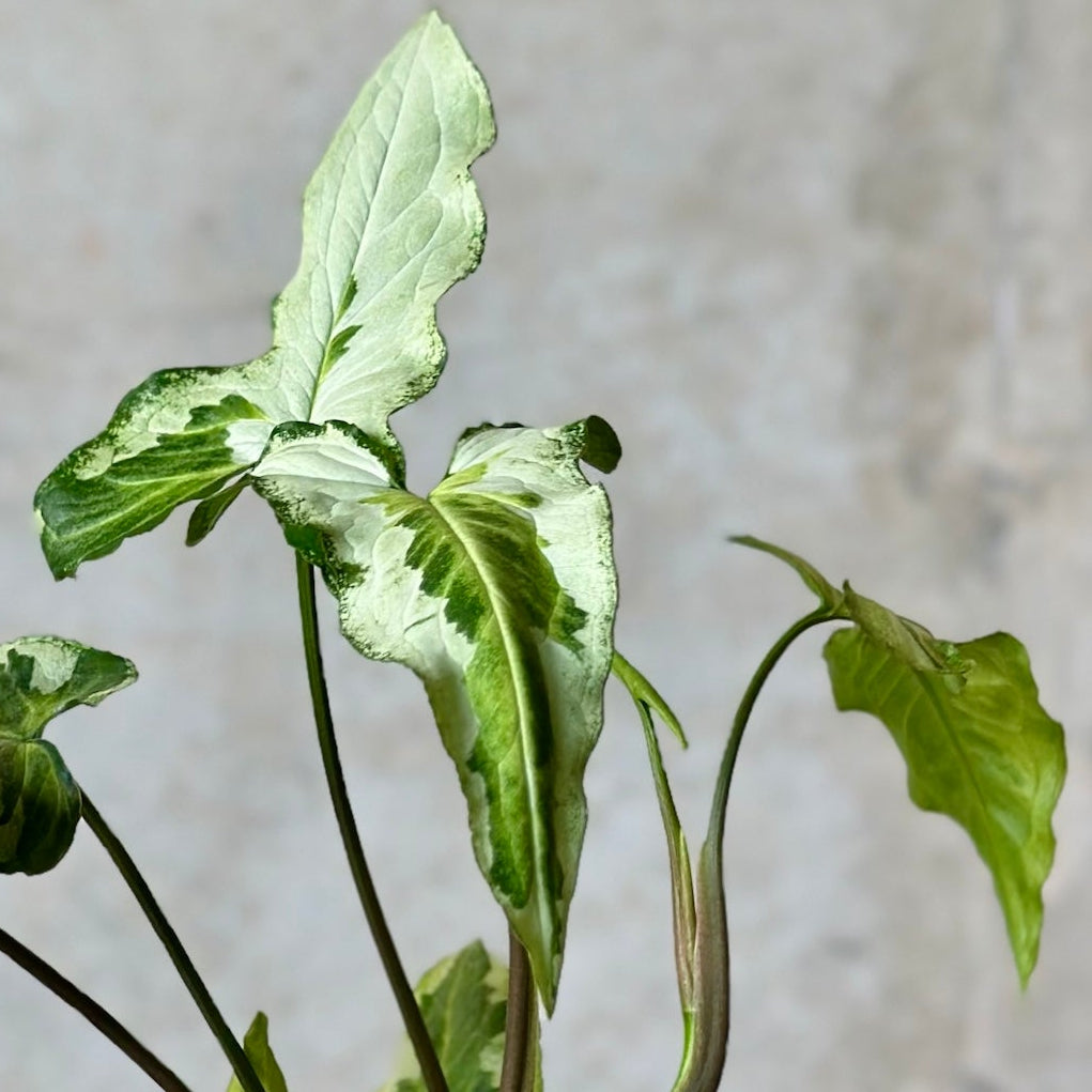 Pot Plant + Candle & Linen Spray