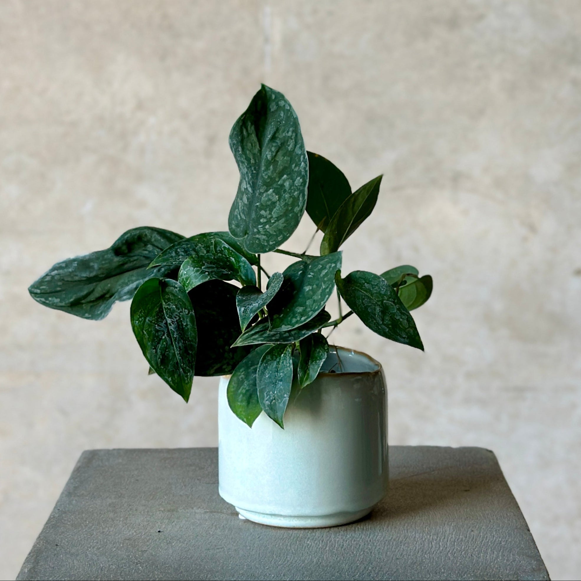philodendren pot plant in light blue glazed pot