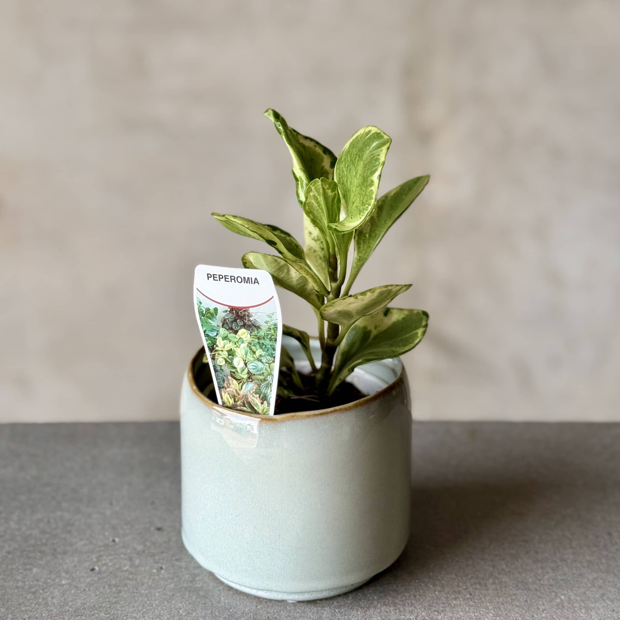 Sky Pot Plant + Chocs