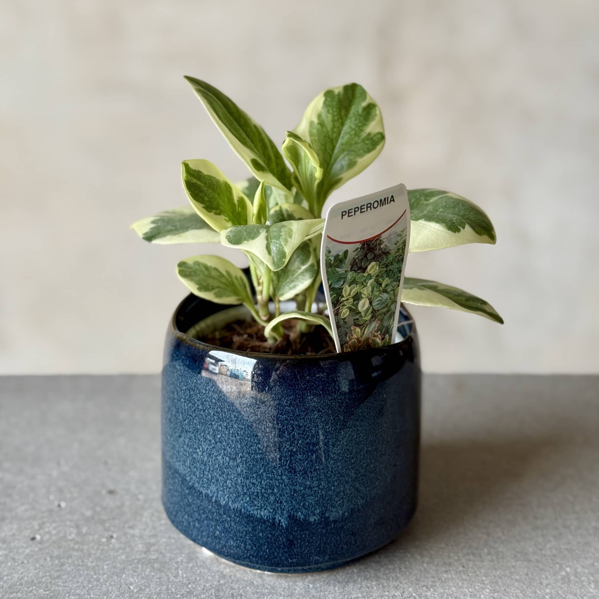 Navy Pot Plant + Candle