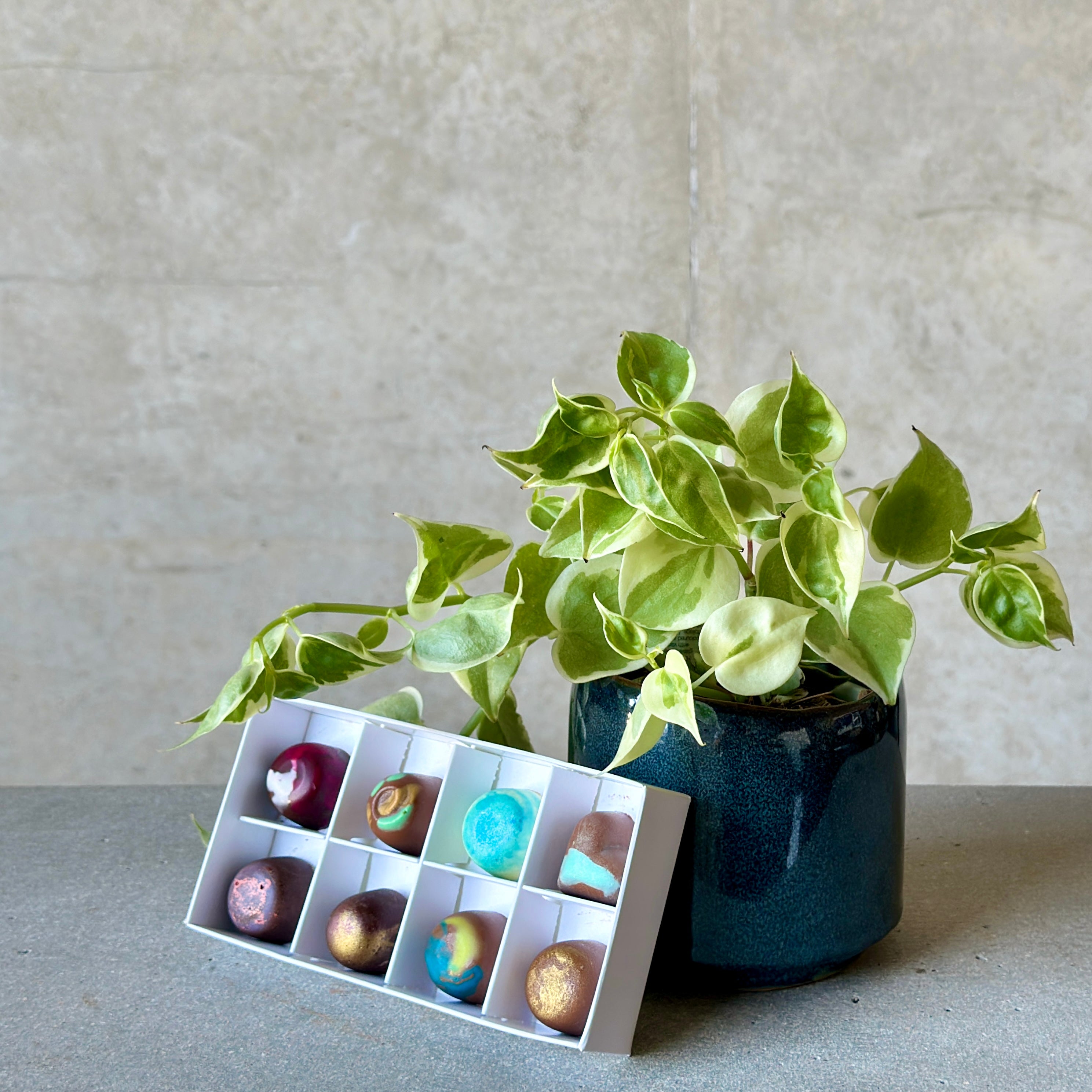 Navy Pot Plant + Chocs