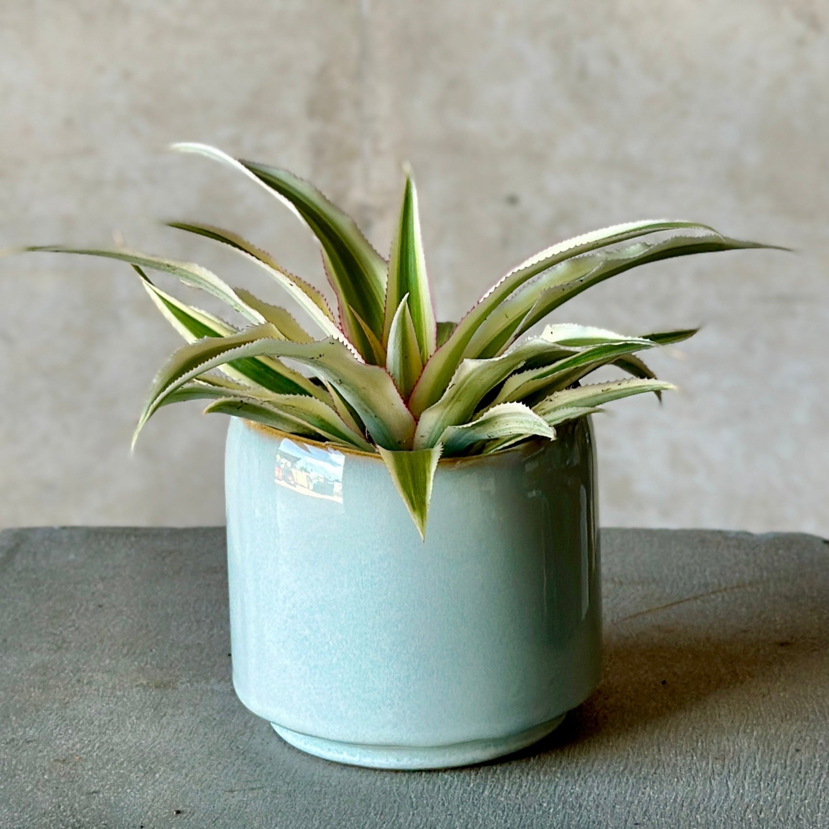 Sky Pot Plant + Chocs