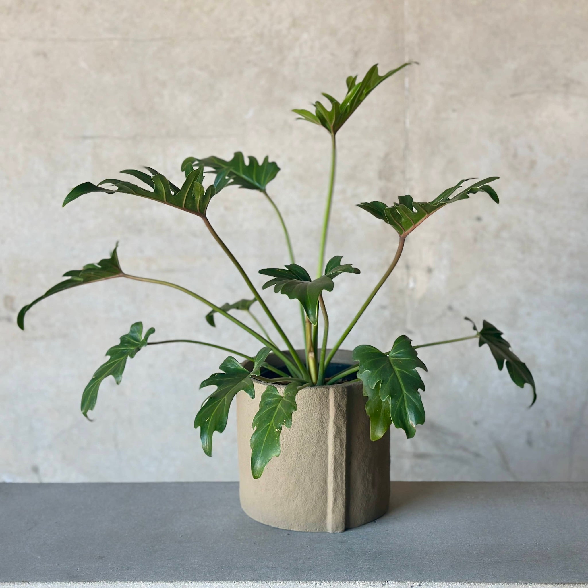Philodendron Xanadu Pot Plant