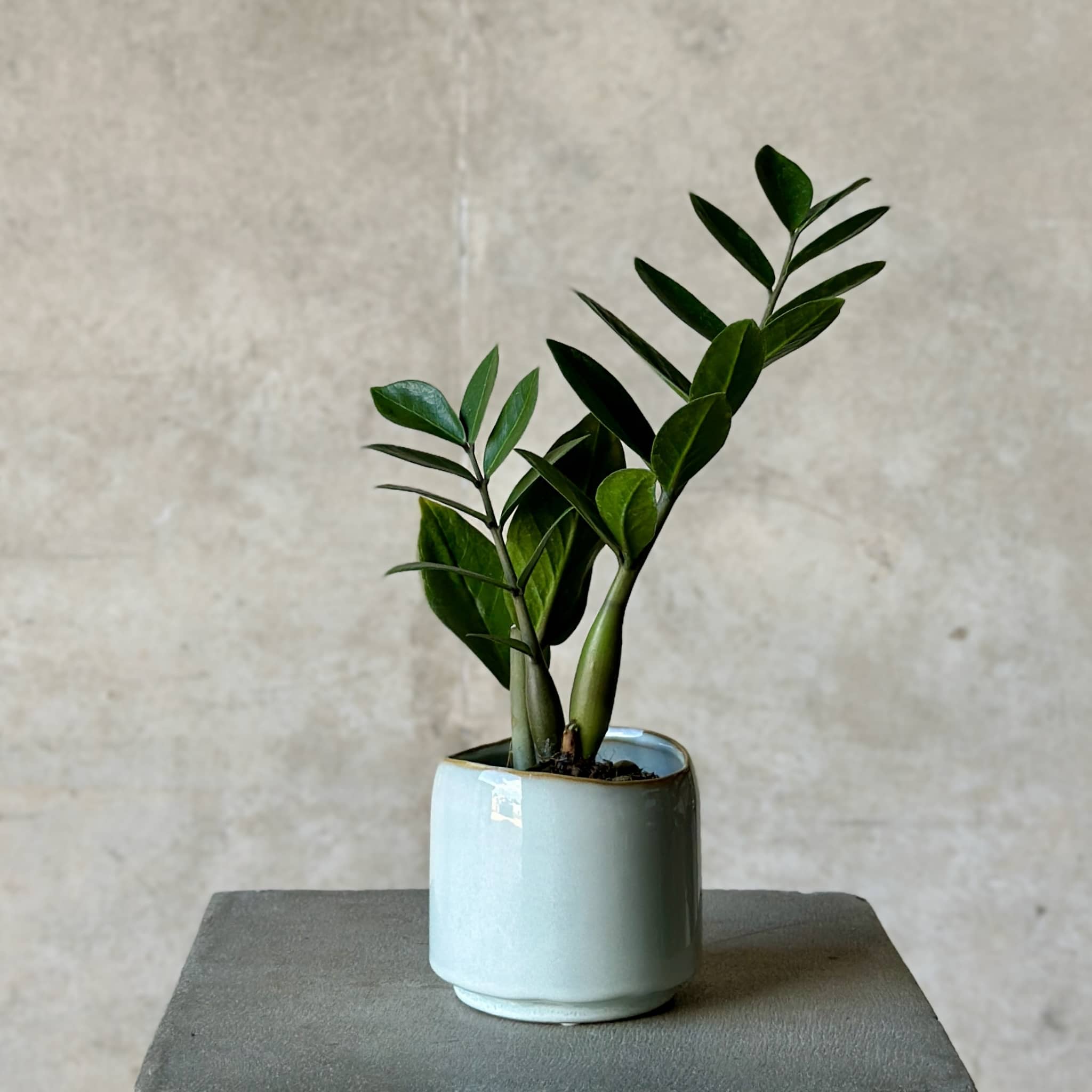 Sky Pot Plant + Candle