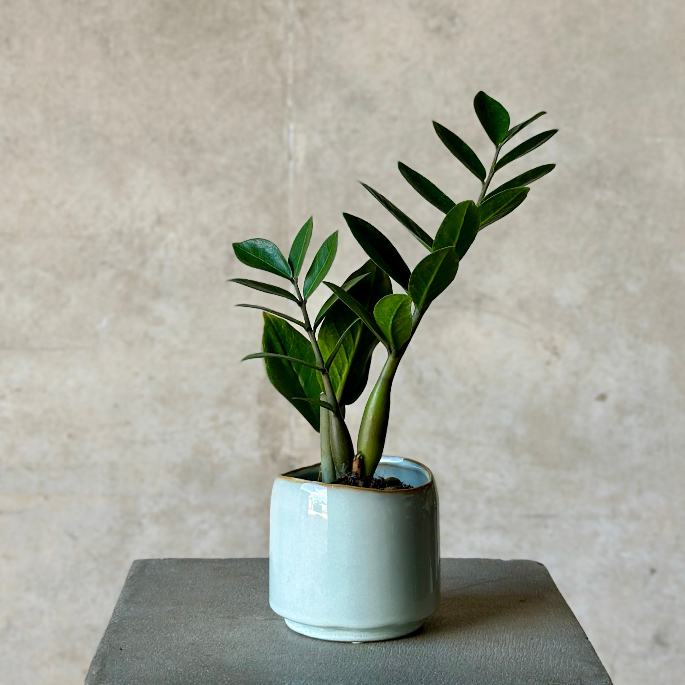 Sky Pot Plant + Chocs