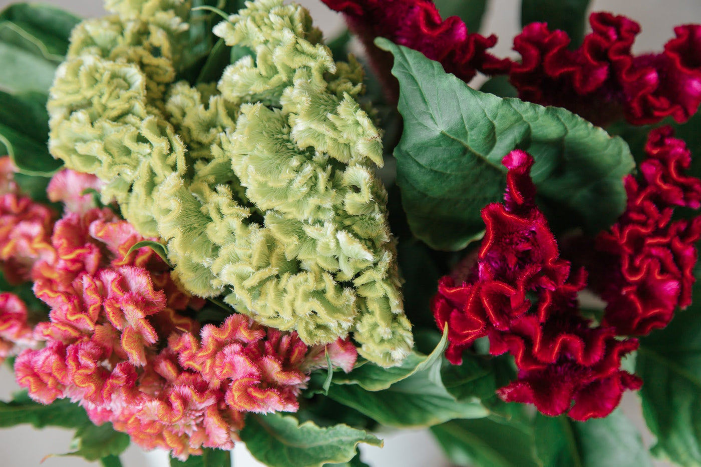 Beija Flor Celosia bunch - What Flowers Are Available in April