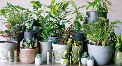 Houseplant Collection