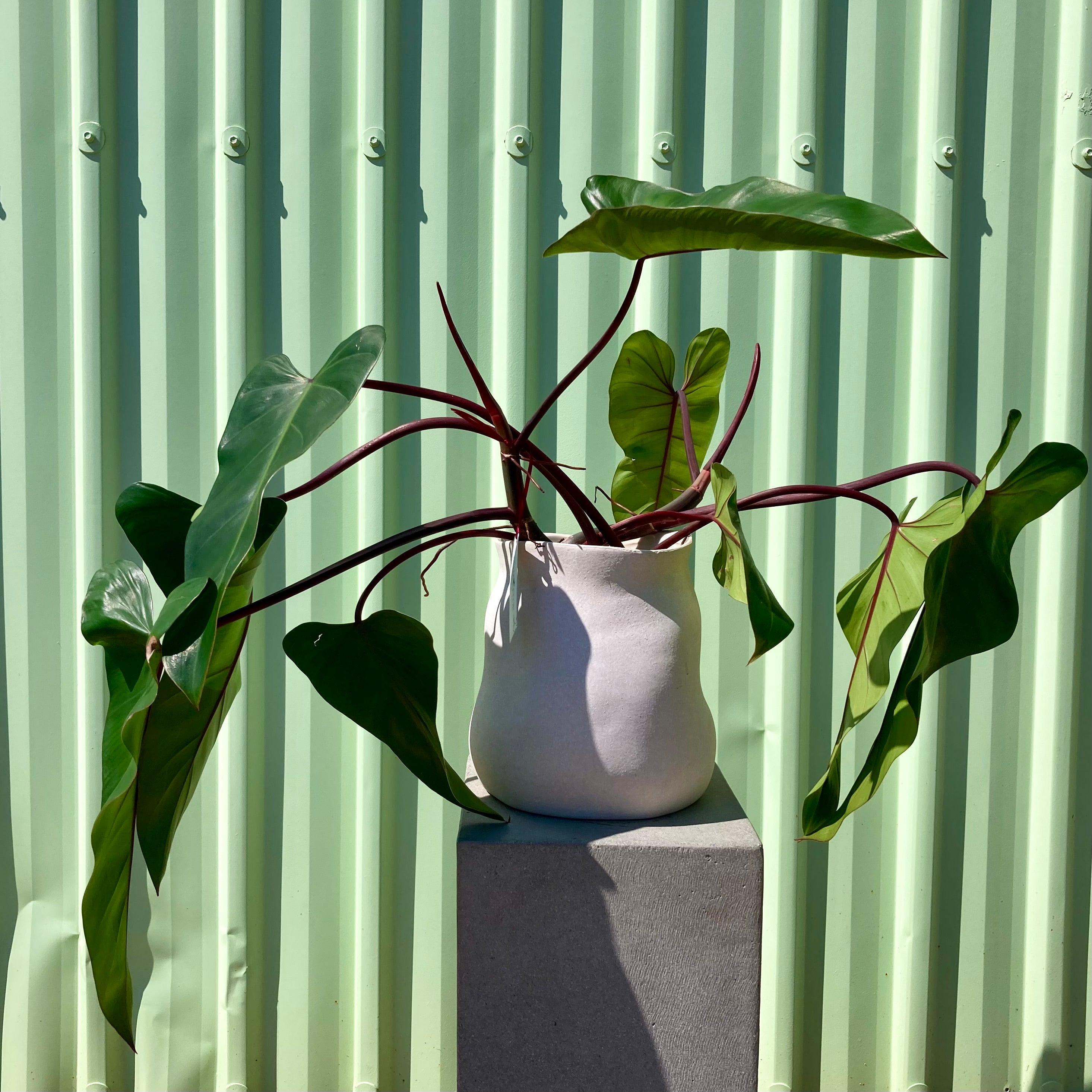 Blushing Philodendron Hydroponic