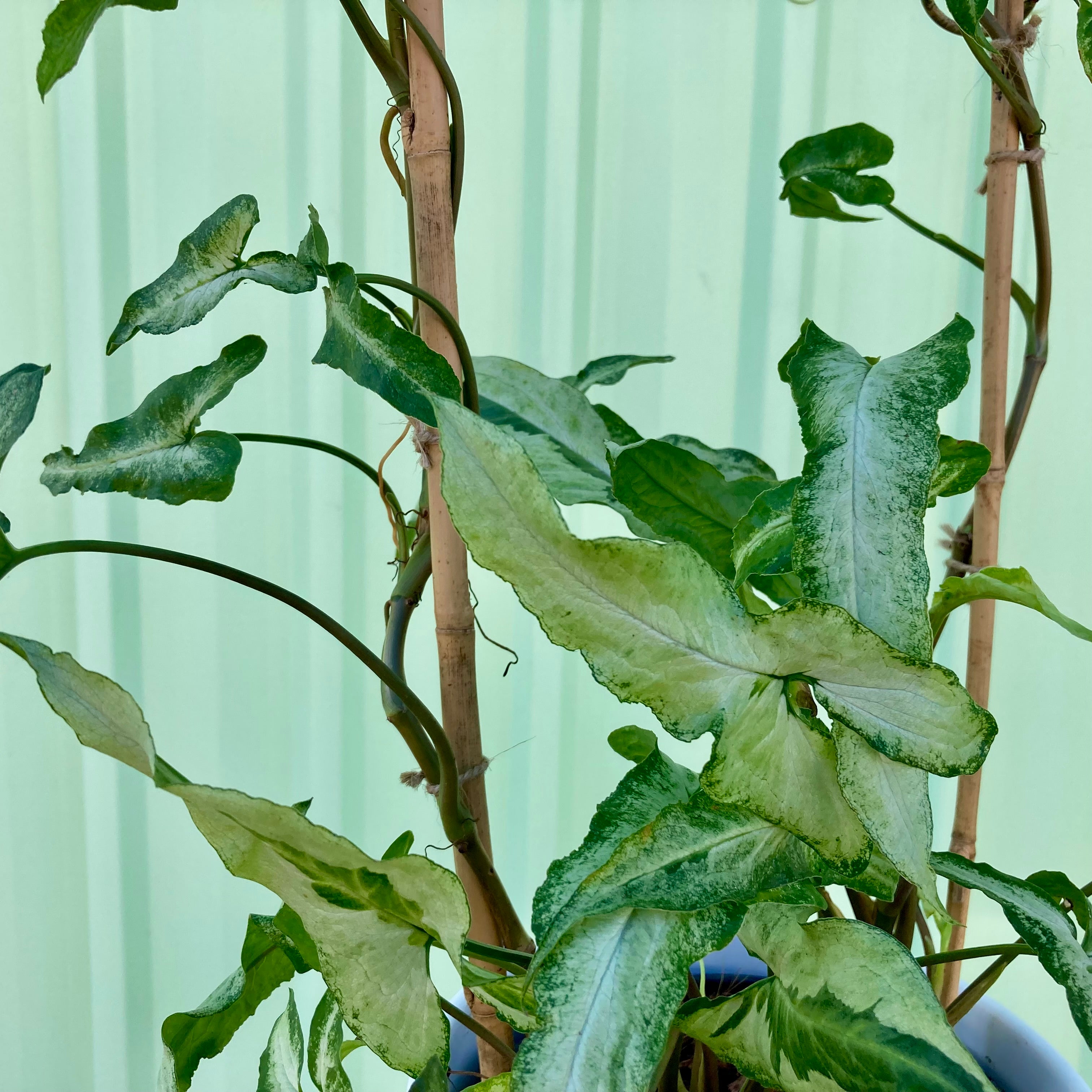 Syngonium Three Kings