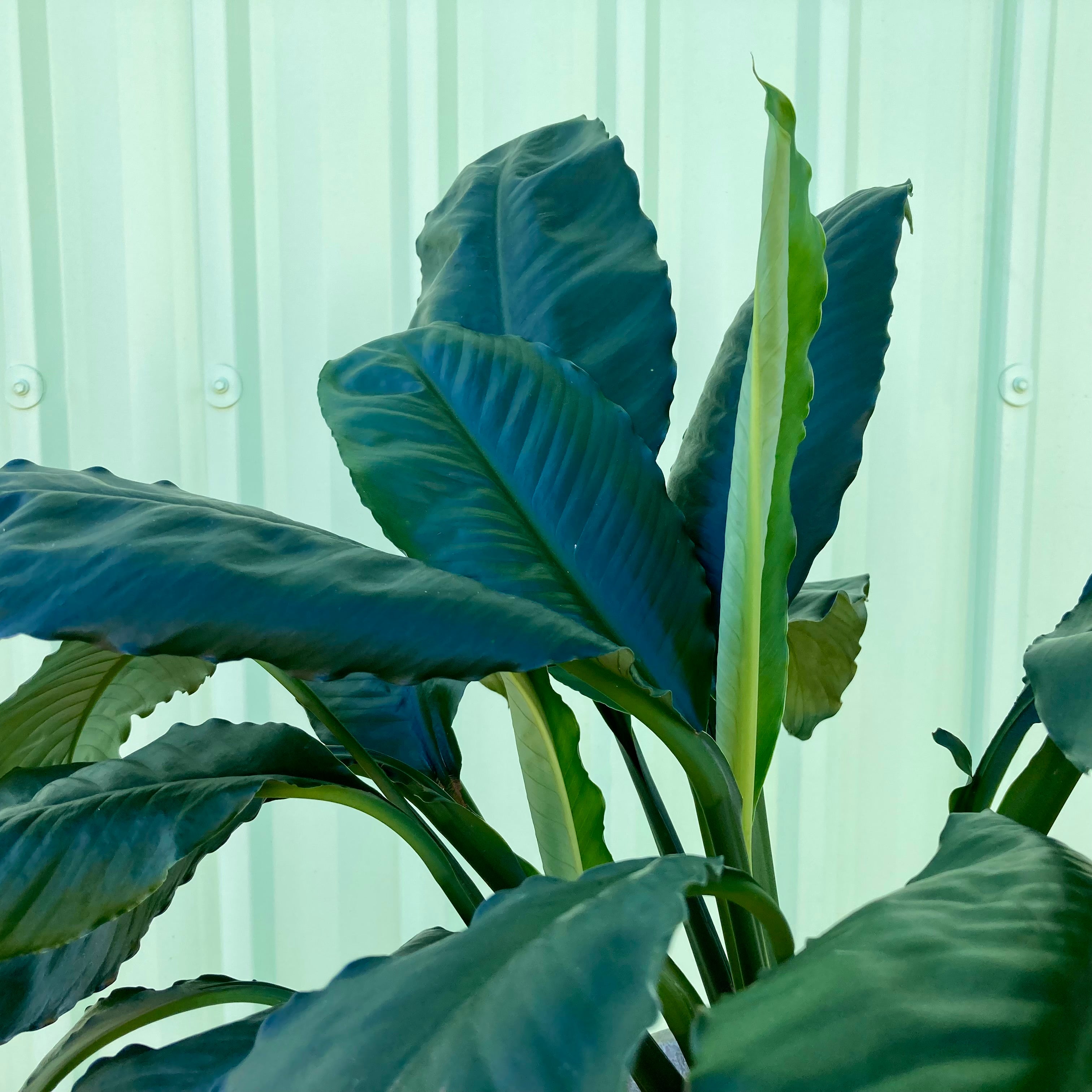 Spathiphyllum Blue Moon in Urn