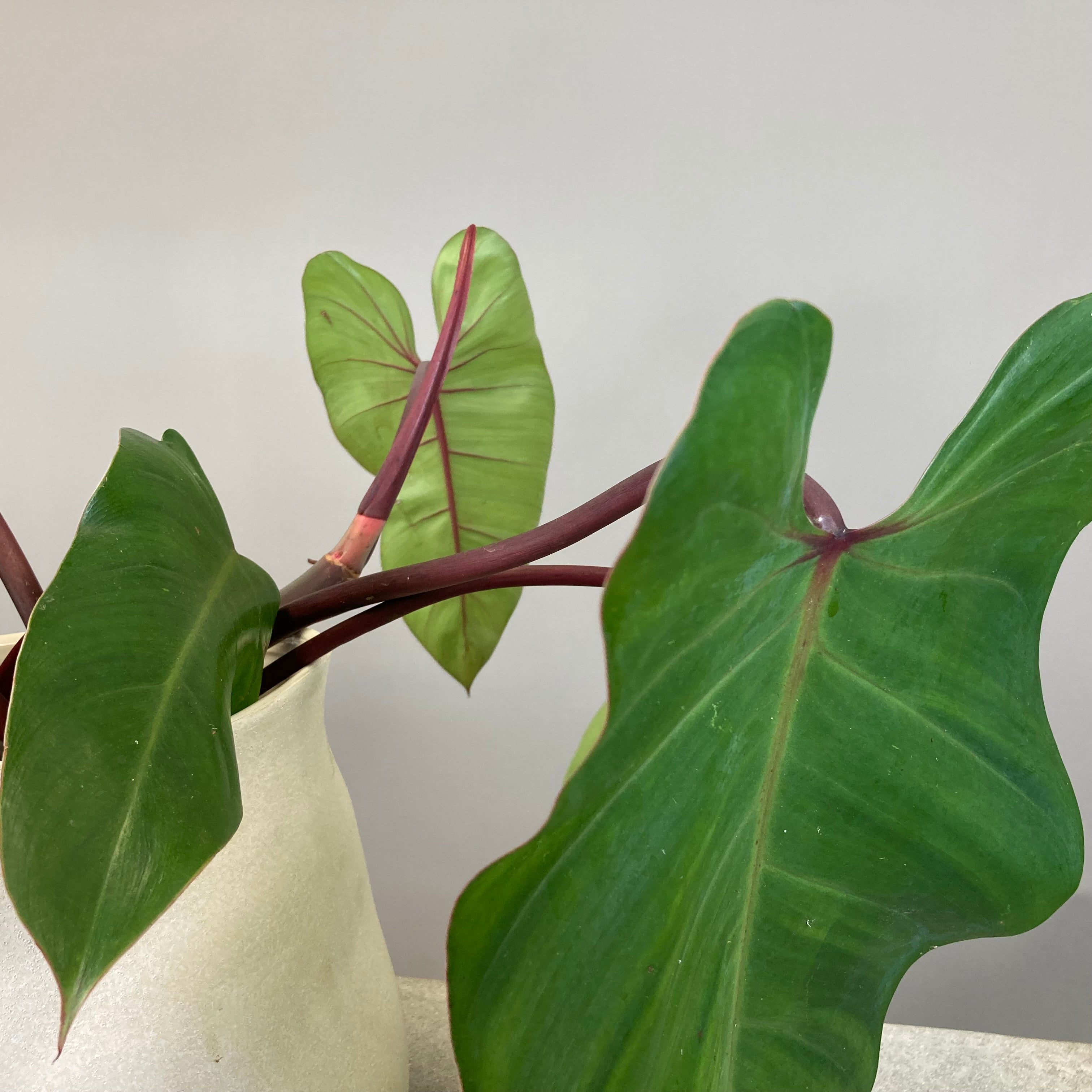 Blushing Philodendron Hydroponic