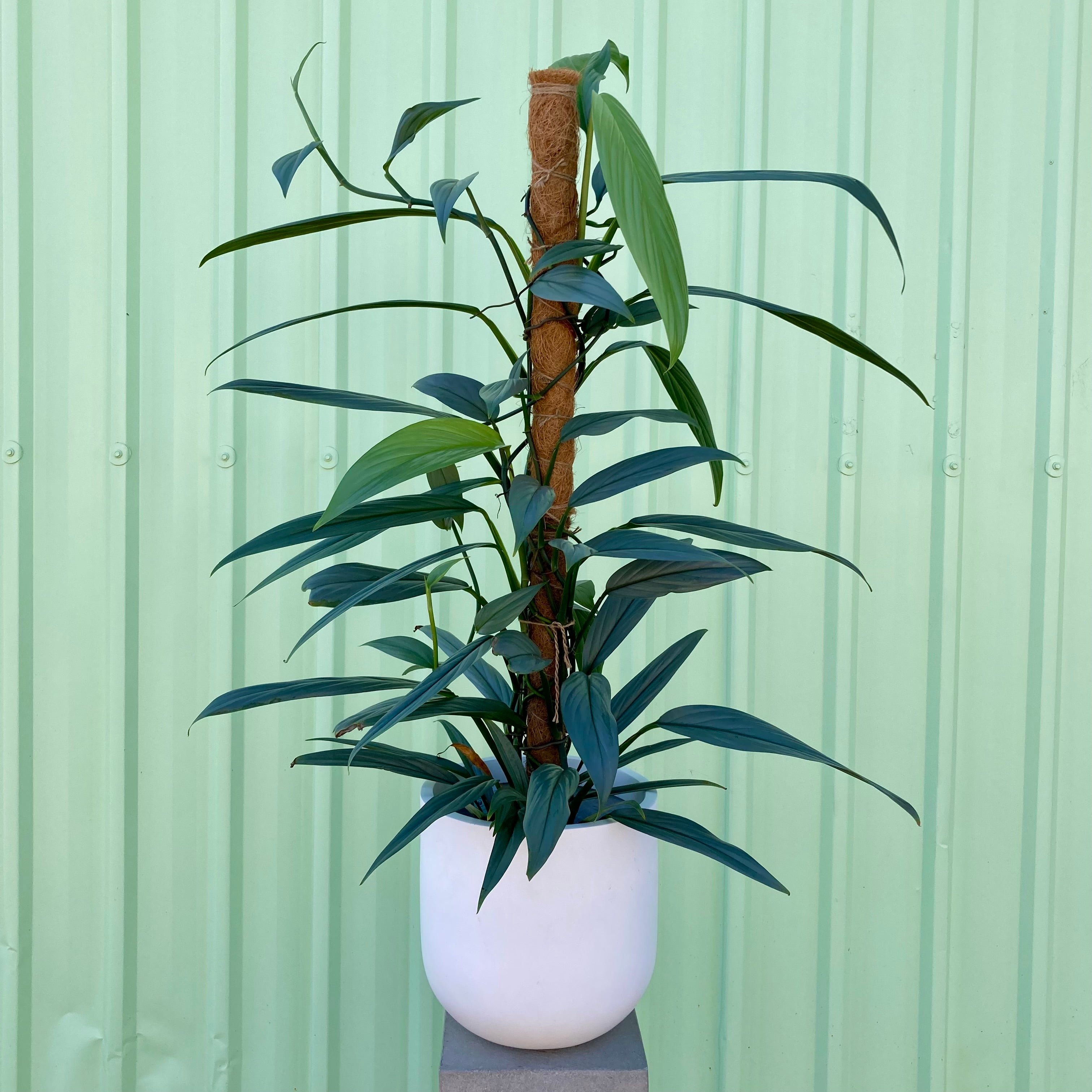 Epipremnum Amplissimum Silver