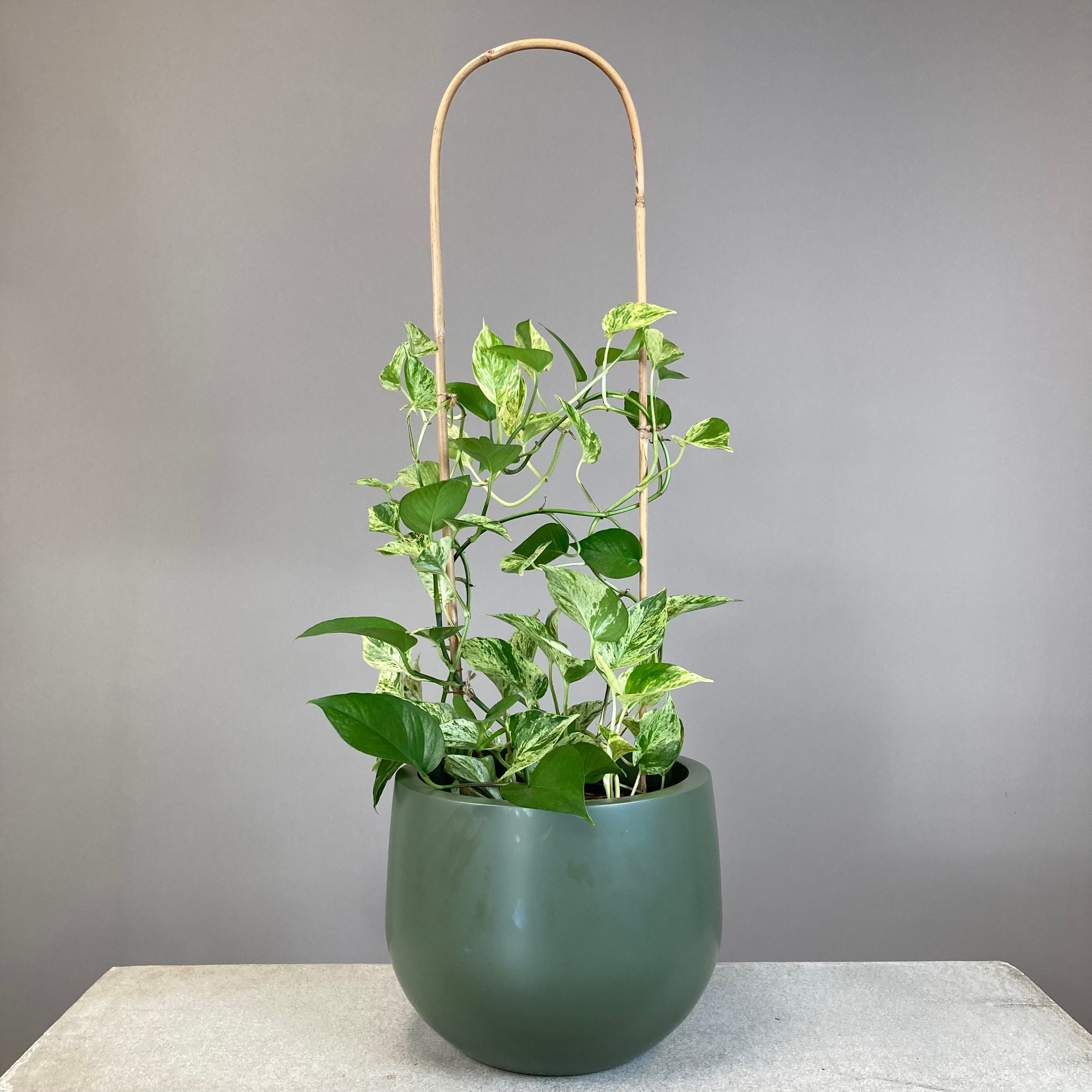 Marble Queen Pothos