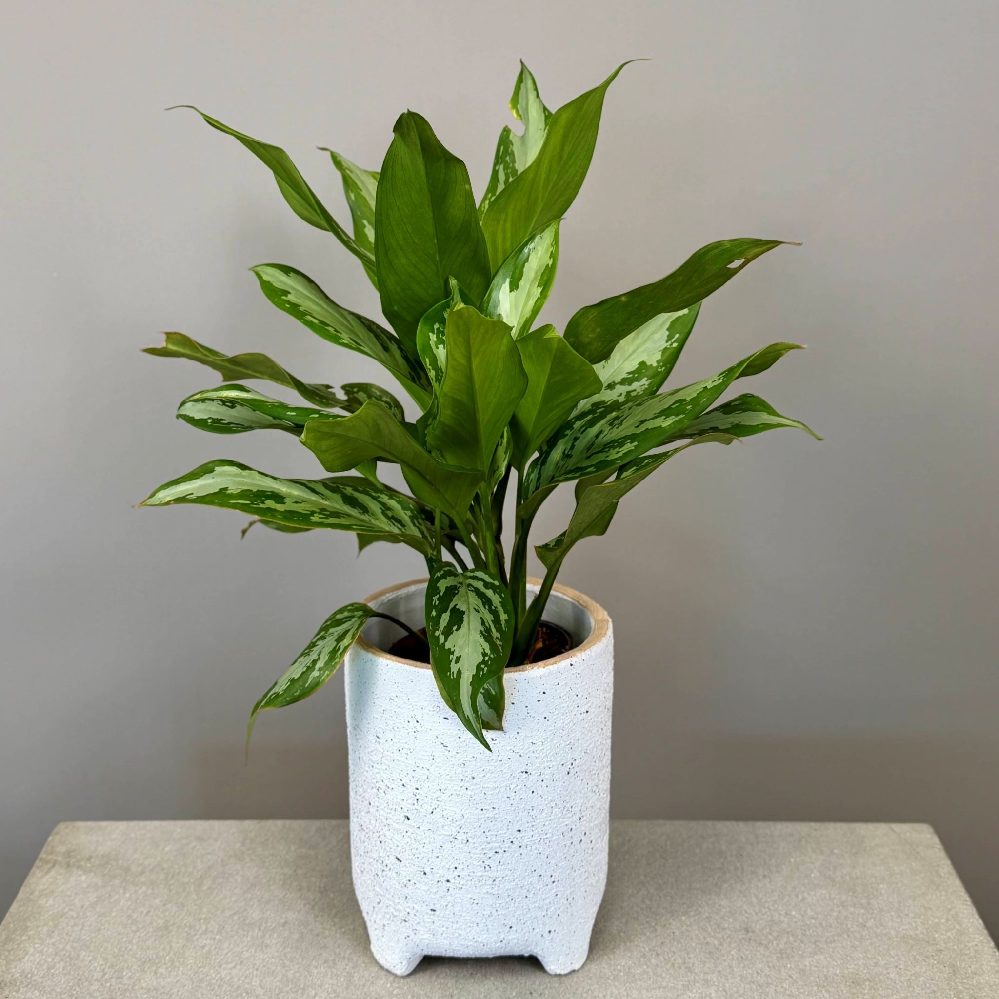 Aglaonema Plant - Small