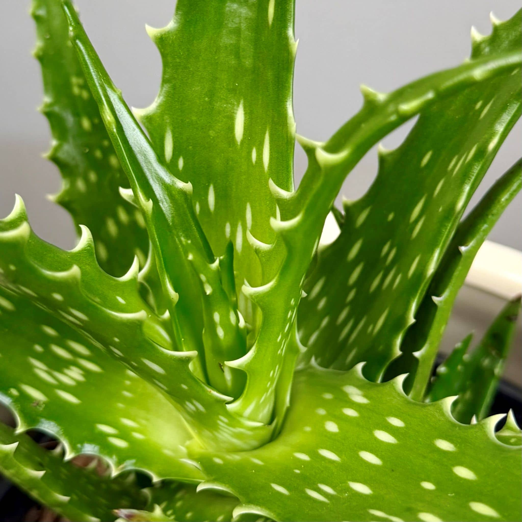 Succulent in Cream Planter