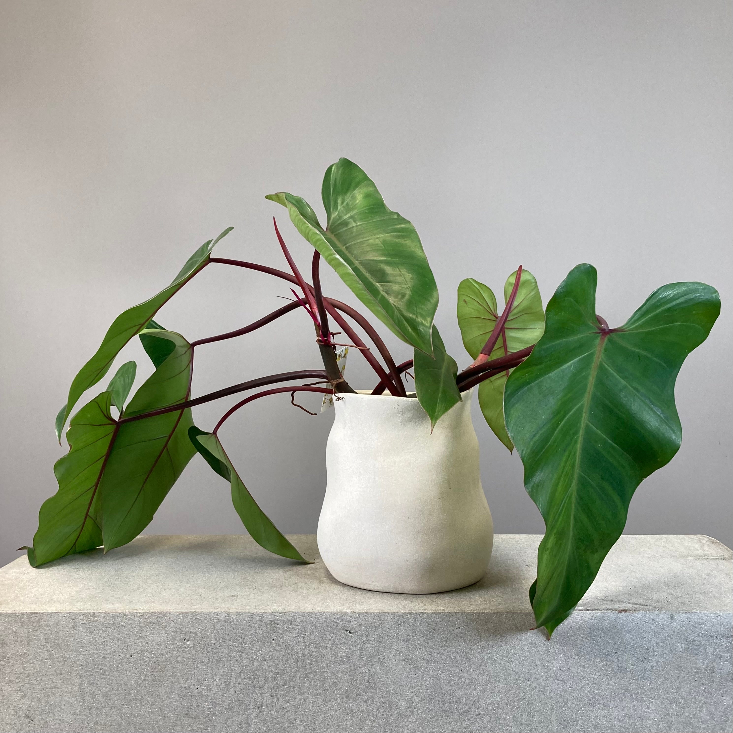 Blushing Philodendron Hydroponic