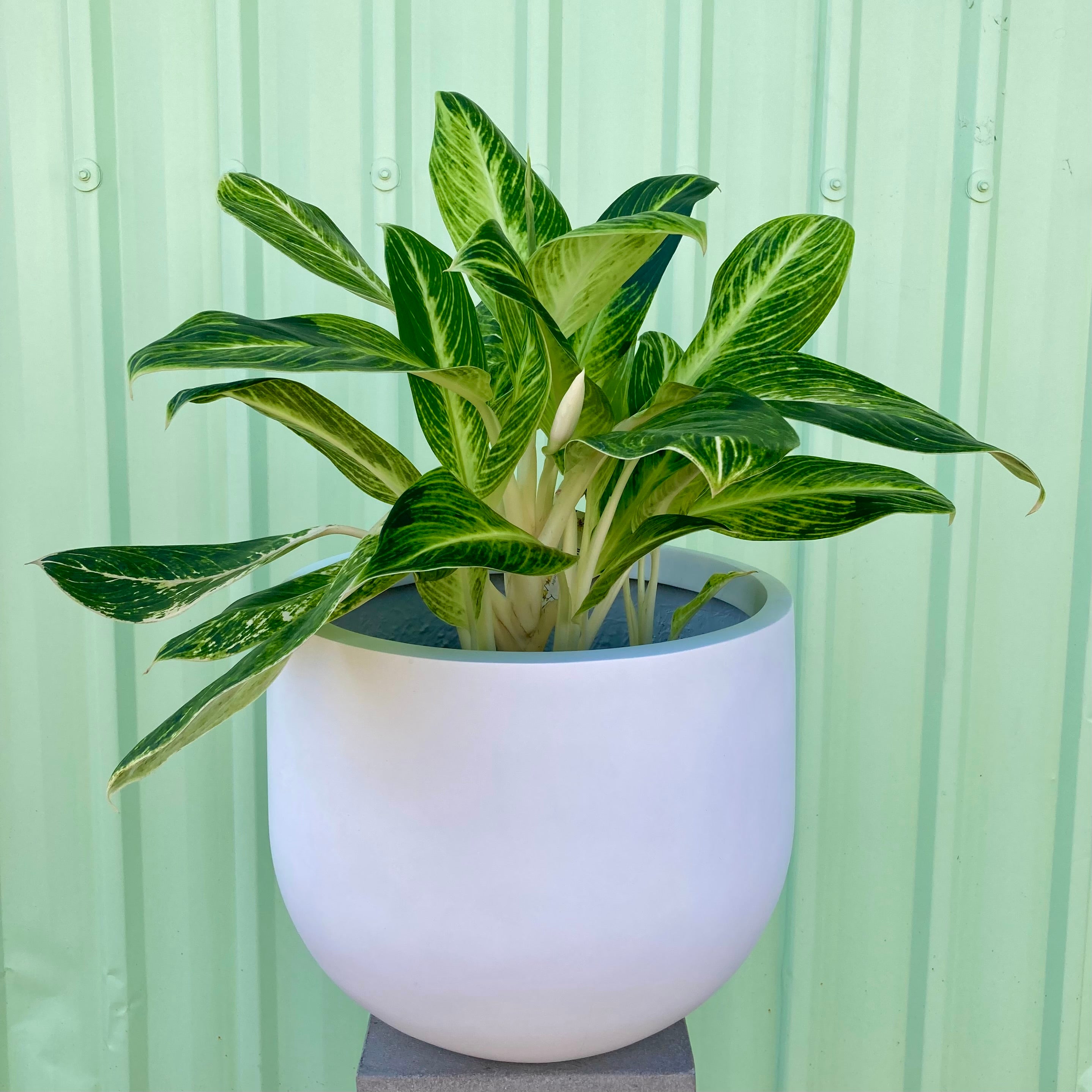 Aglaonema Plant - Medium