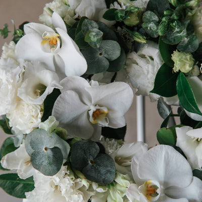 White Wreath - Beija Flor Darwin