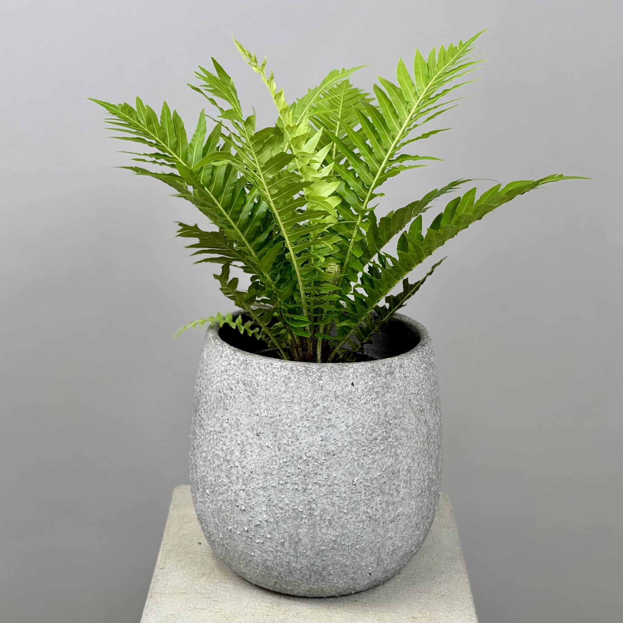 Potted fern plant in a textured grey planter Beija Flor Darwin