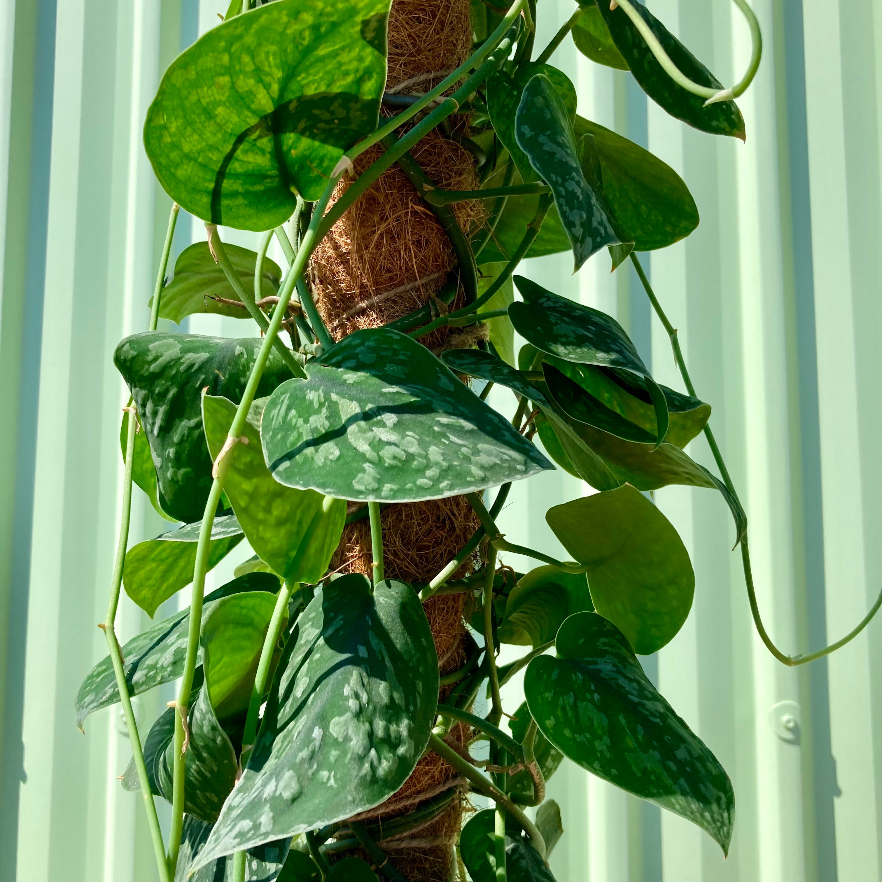 Scindapsus Climbing Plant