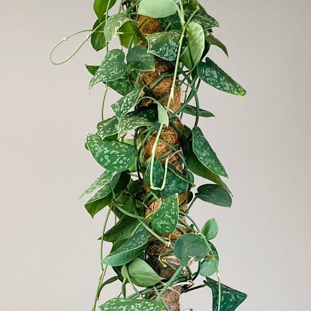 Scindapsus Climbing Plant