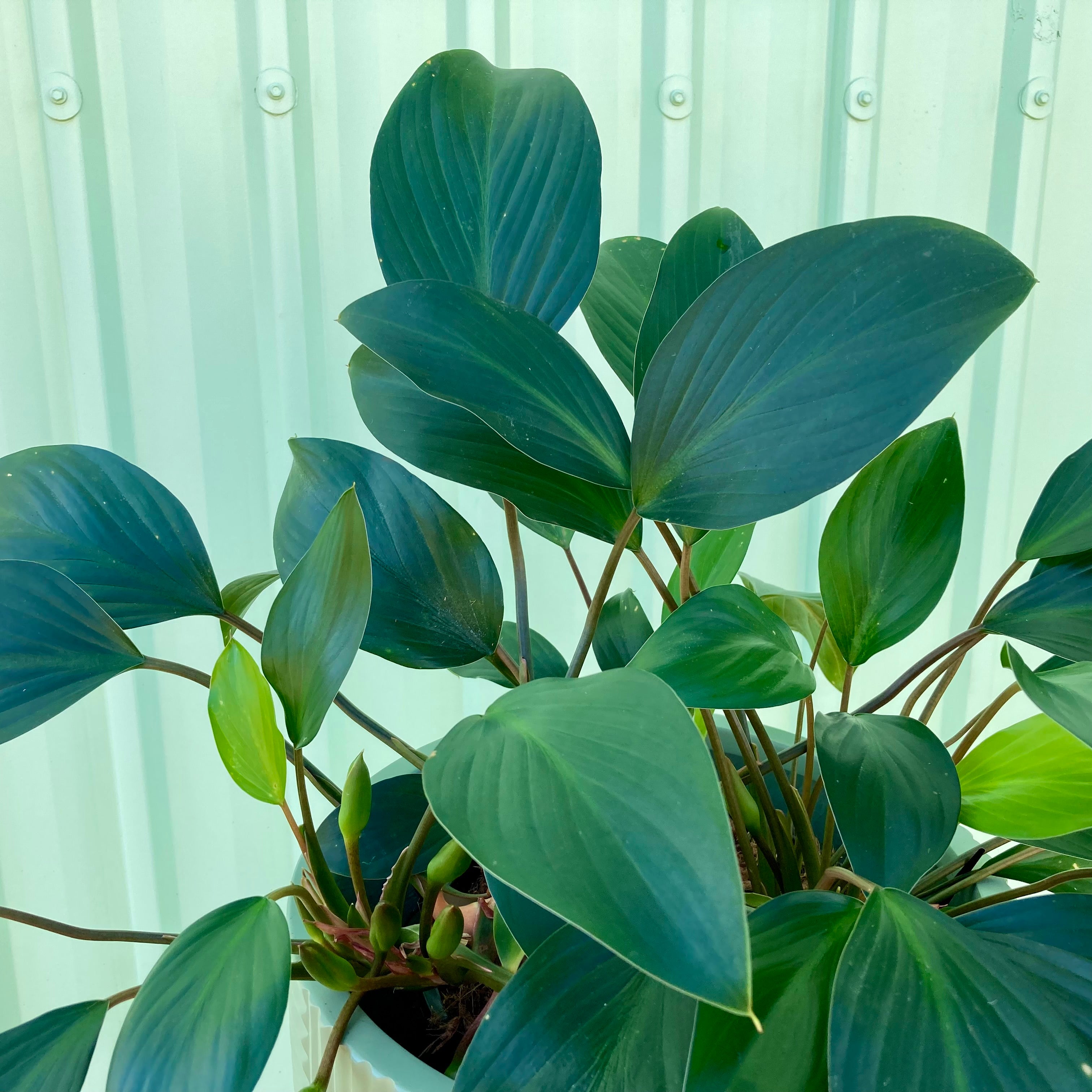 Homalomena Rubescens Green