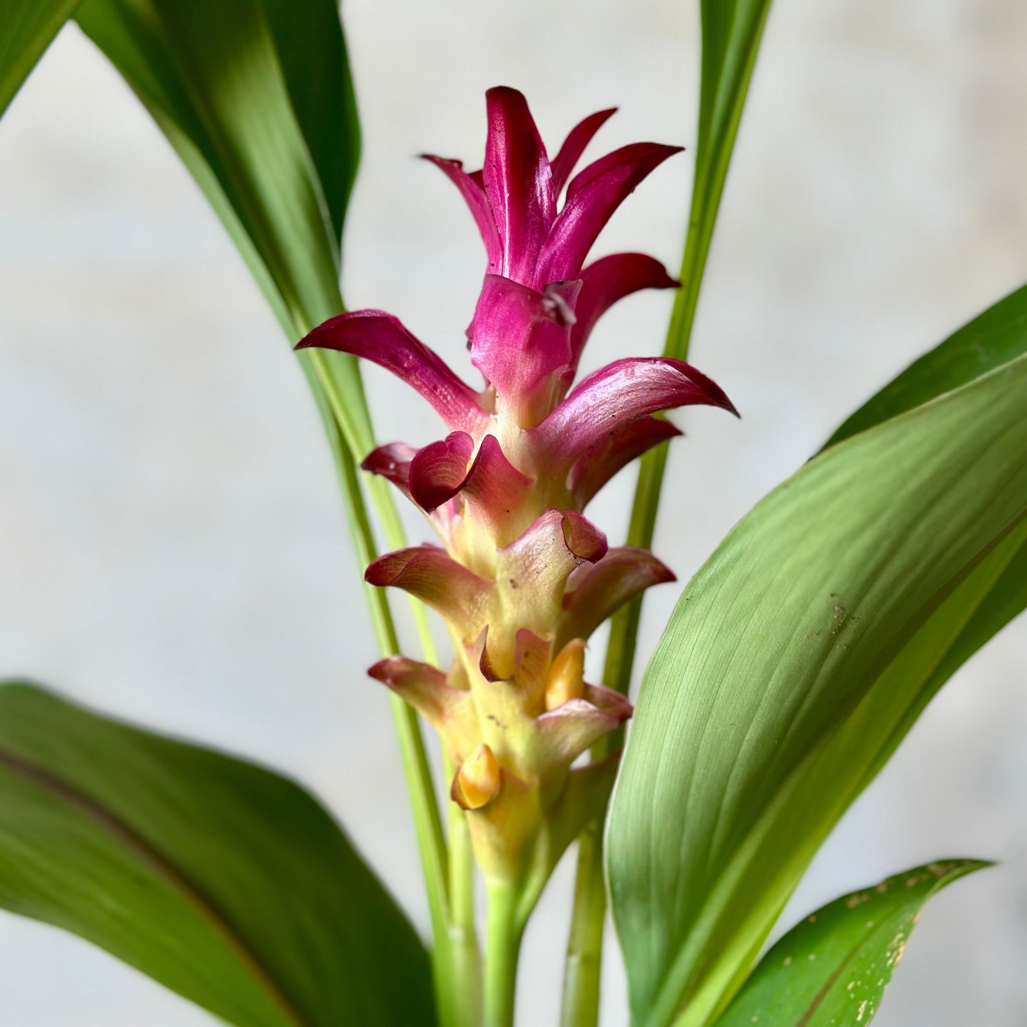 Territory Tulip in White Rogue Pot
