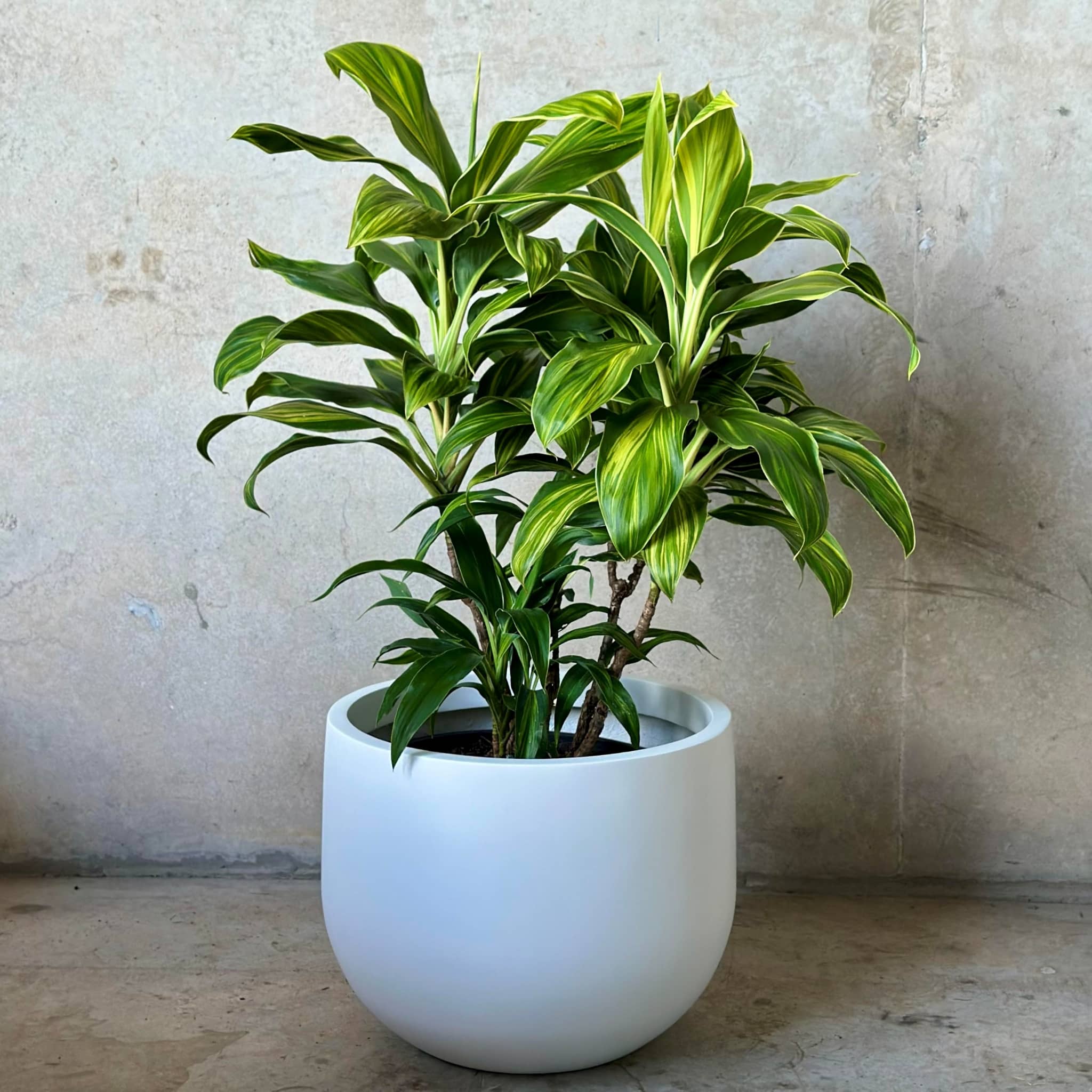 Cordyline 'Tropic Frost' in Uppsala Planter