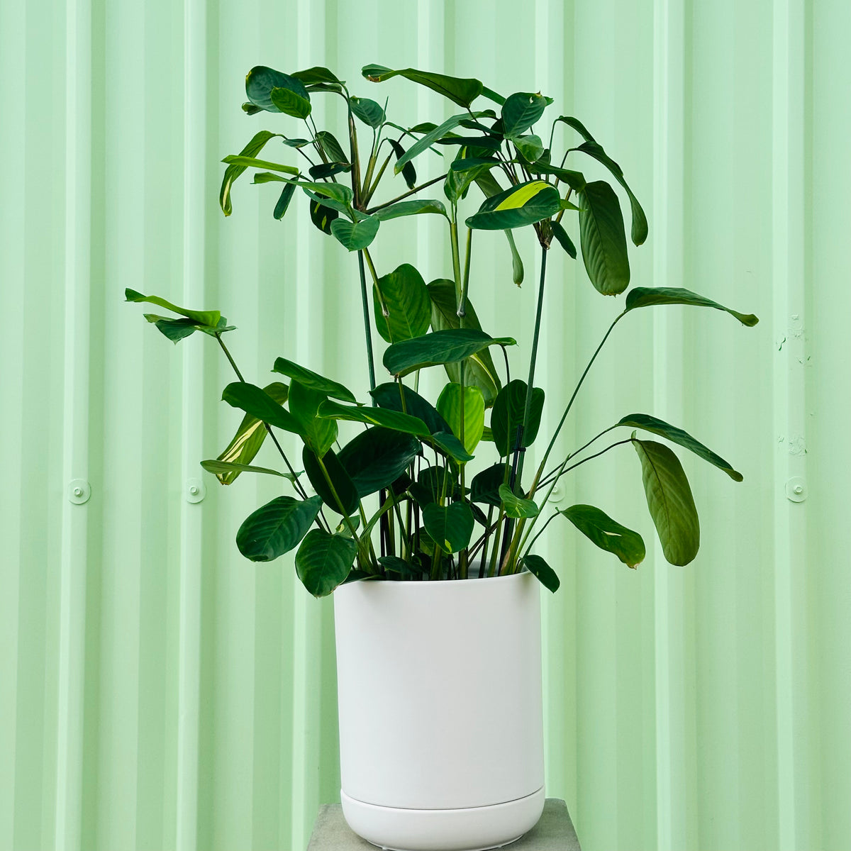 Ctenanthe Golden Mosaic in Ceramic Planter