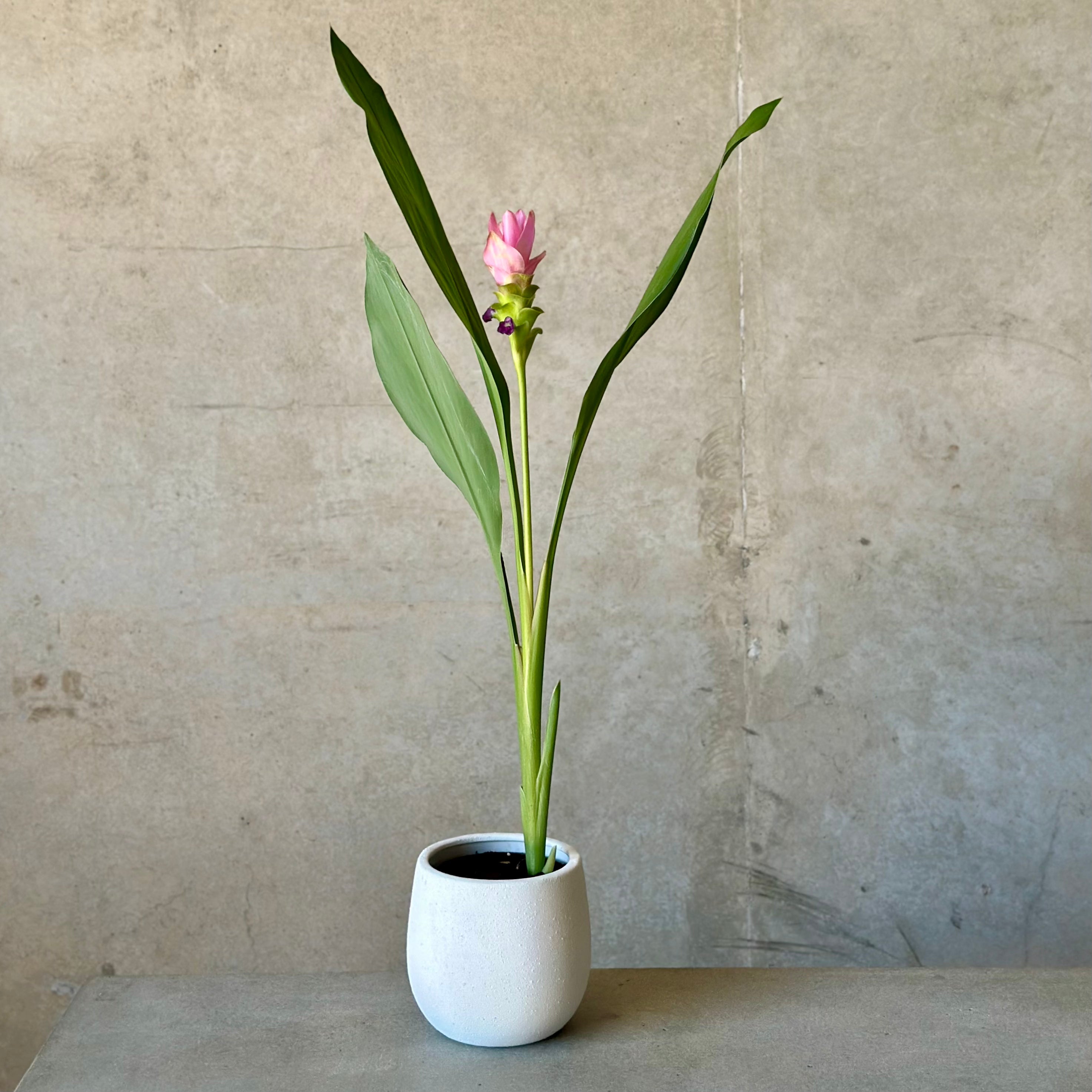 Territory Tulip in White Rogue Pot