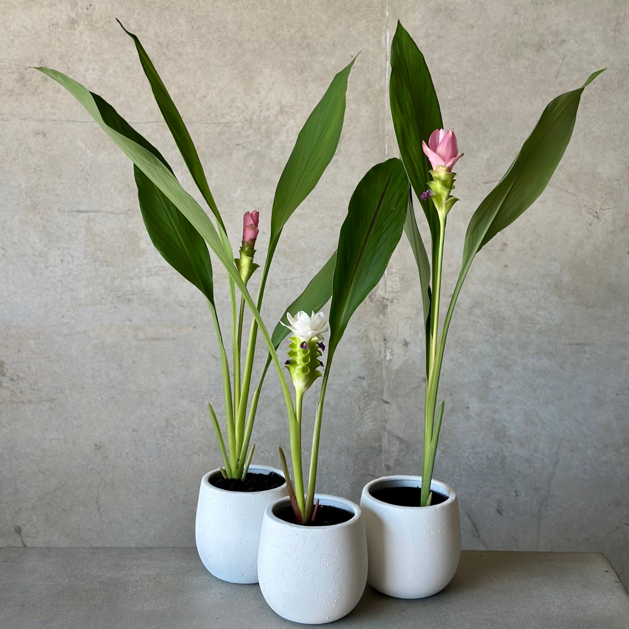 Territory Tulip in White Rogue Pot