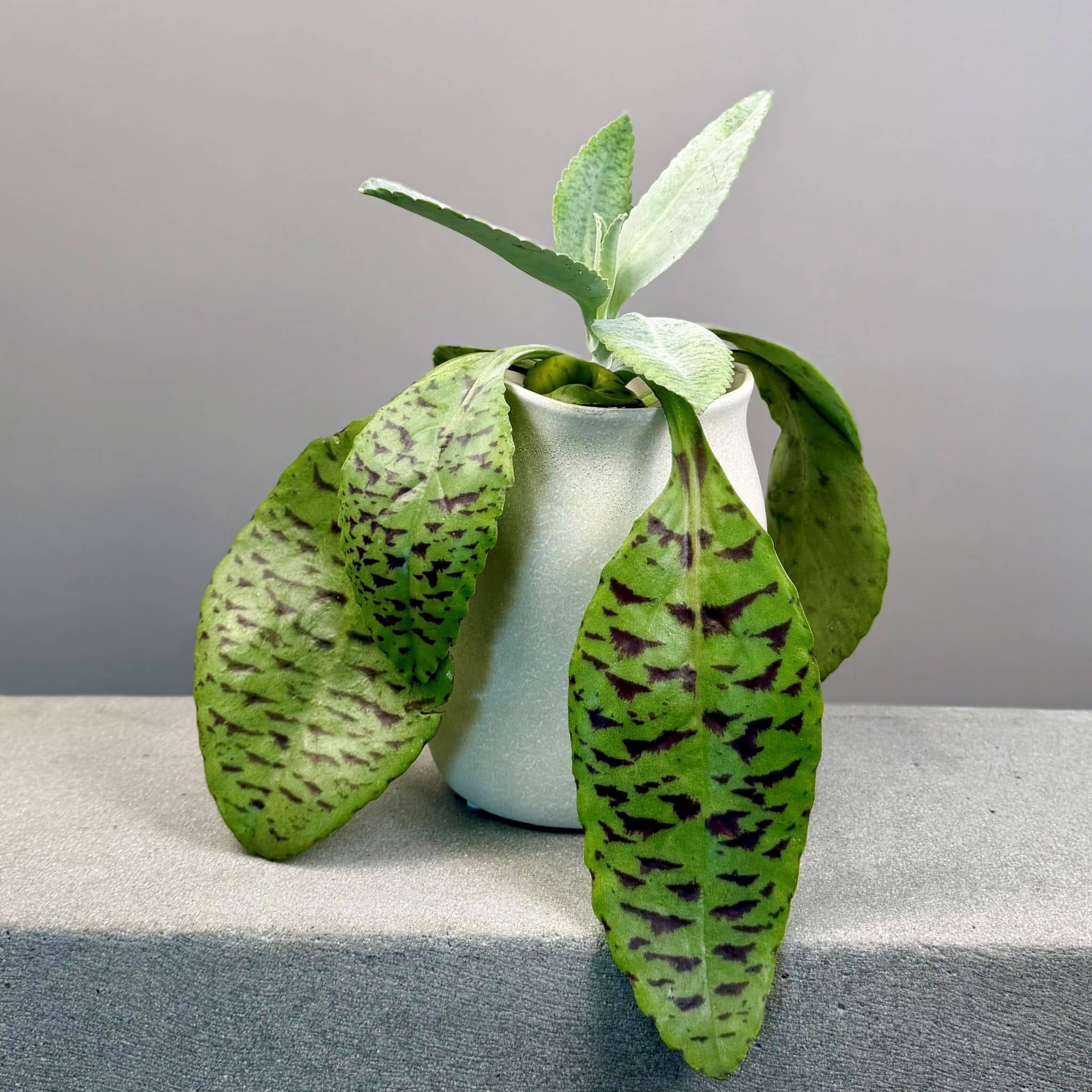 Kalanchoe Donkey Ears