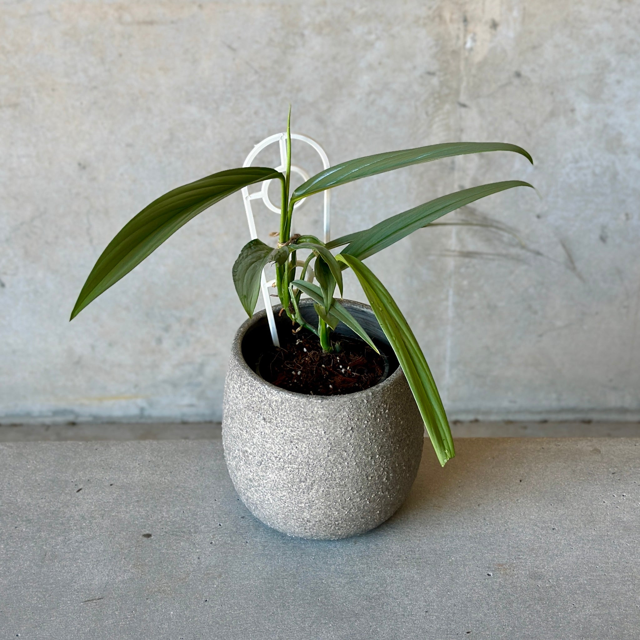 Silver Leaf Pothos and Rogue Tub Pot