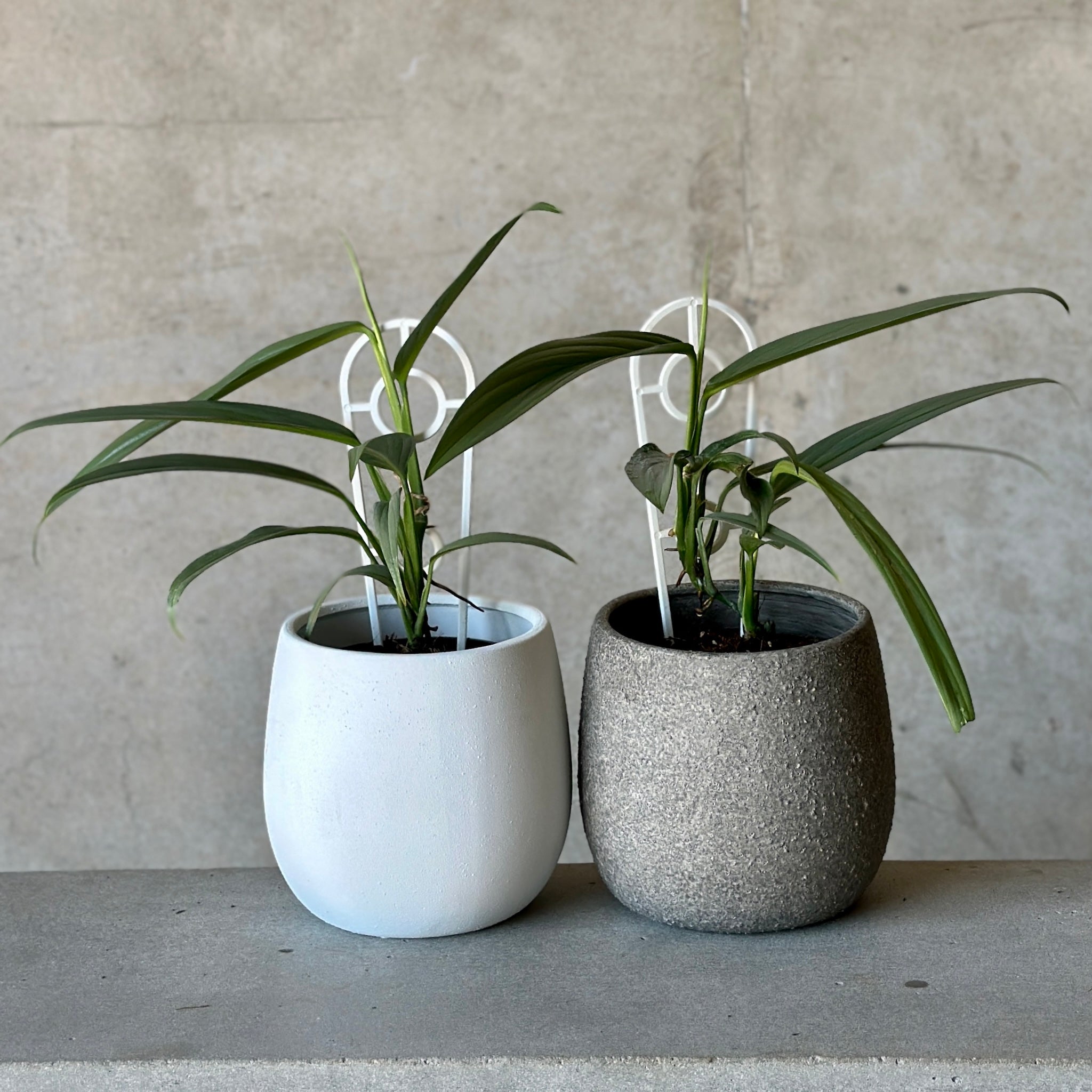 Silver Leaf Pothos and Rogue Tub Pot