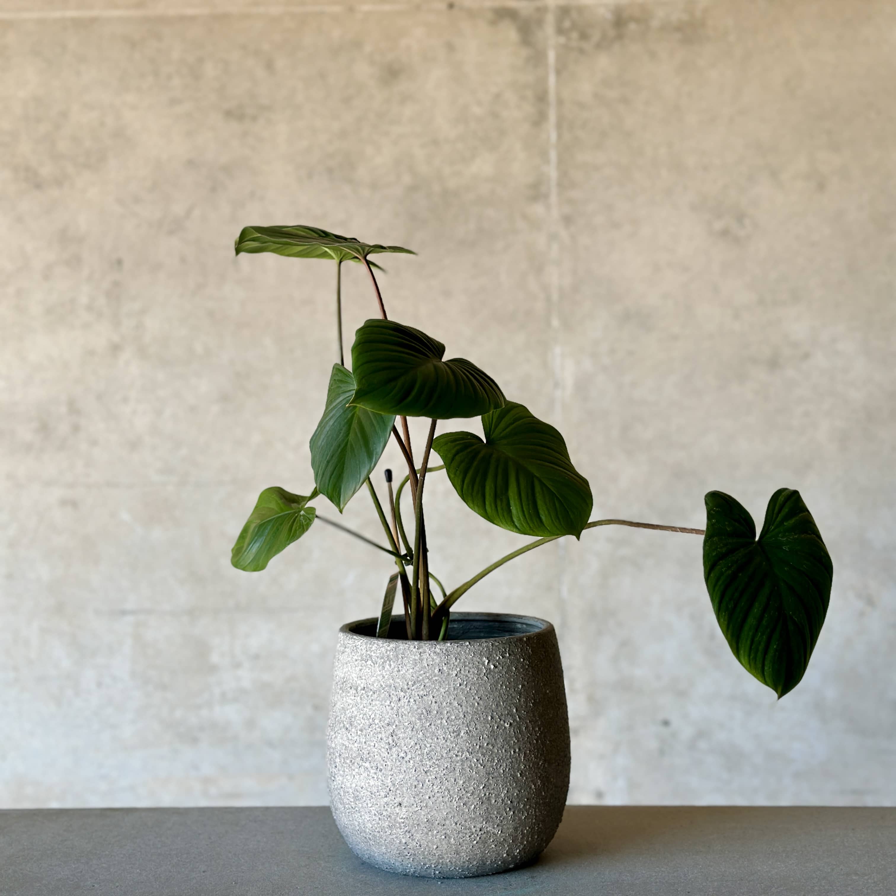 Homalomena Pot Plant