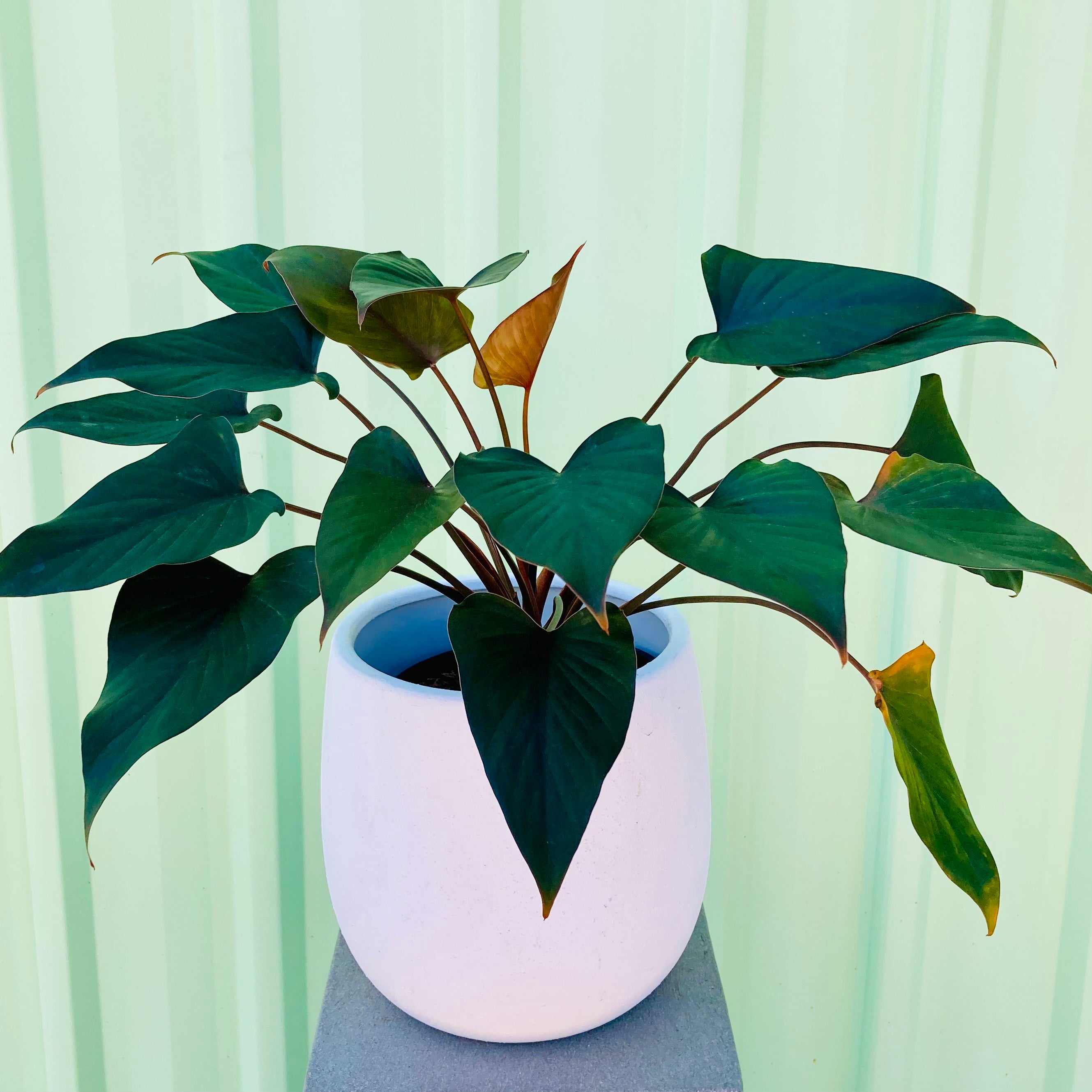 Homalomena Bronze