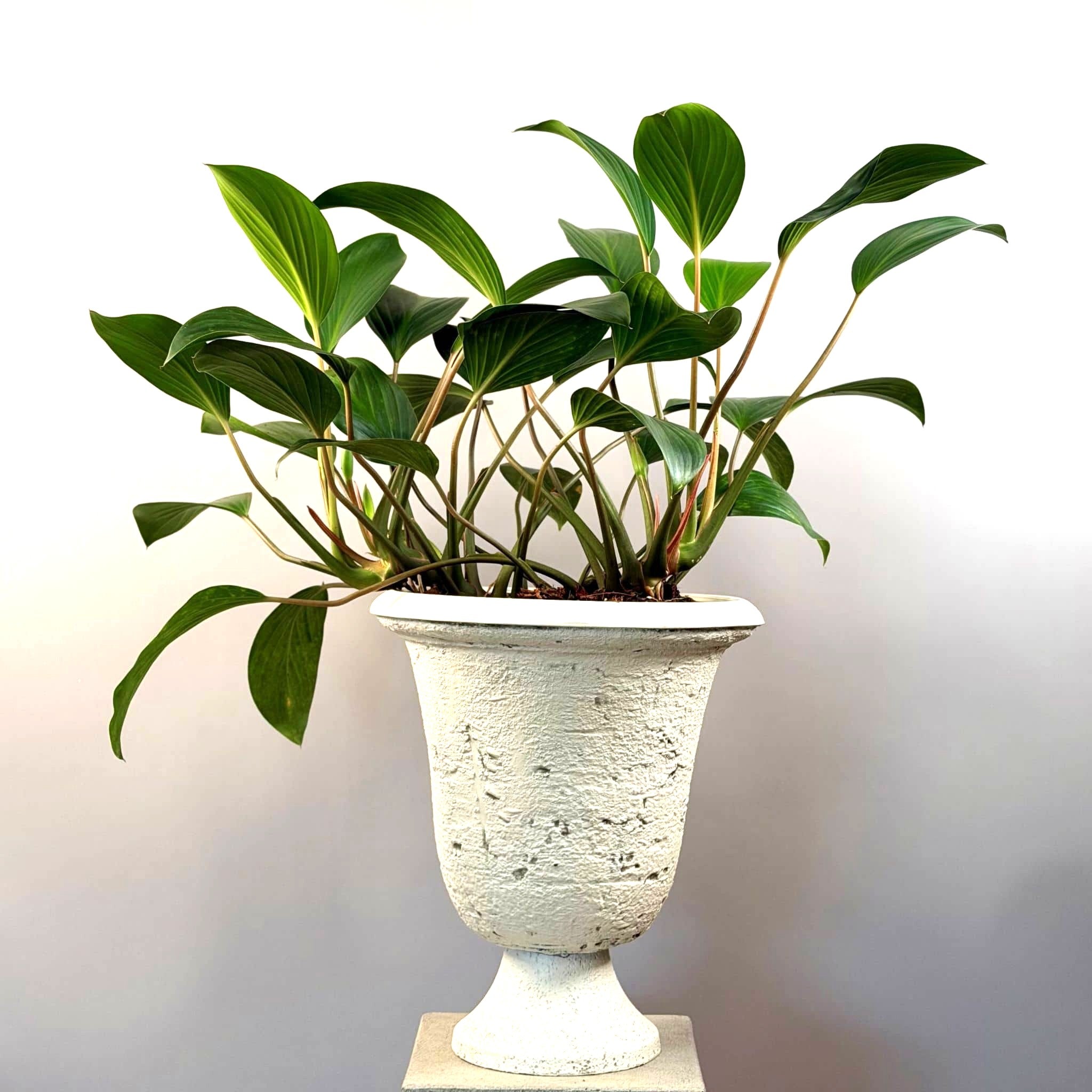 Homalomena Cream Urn