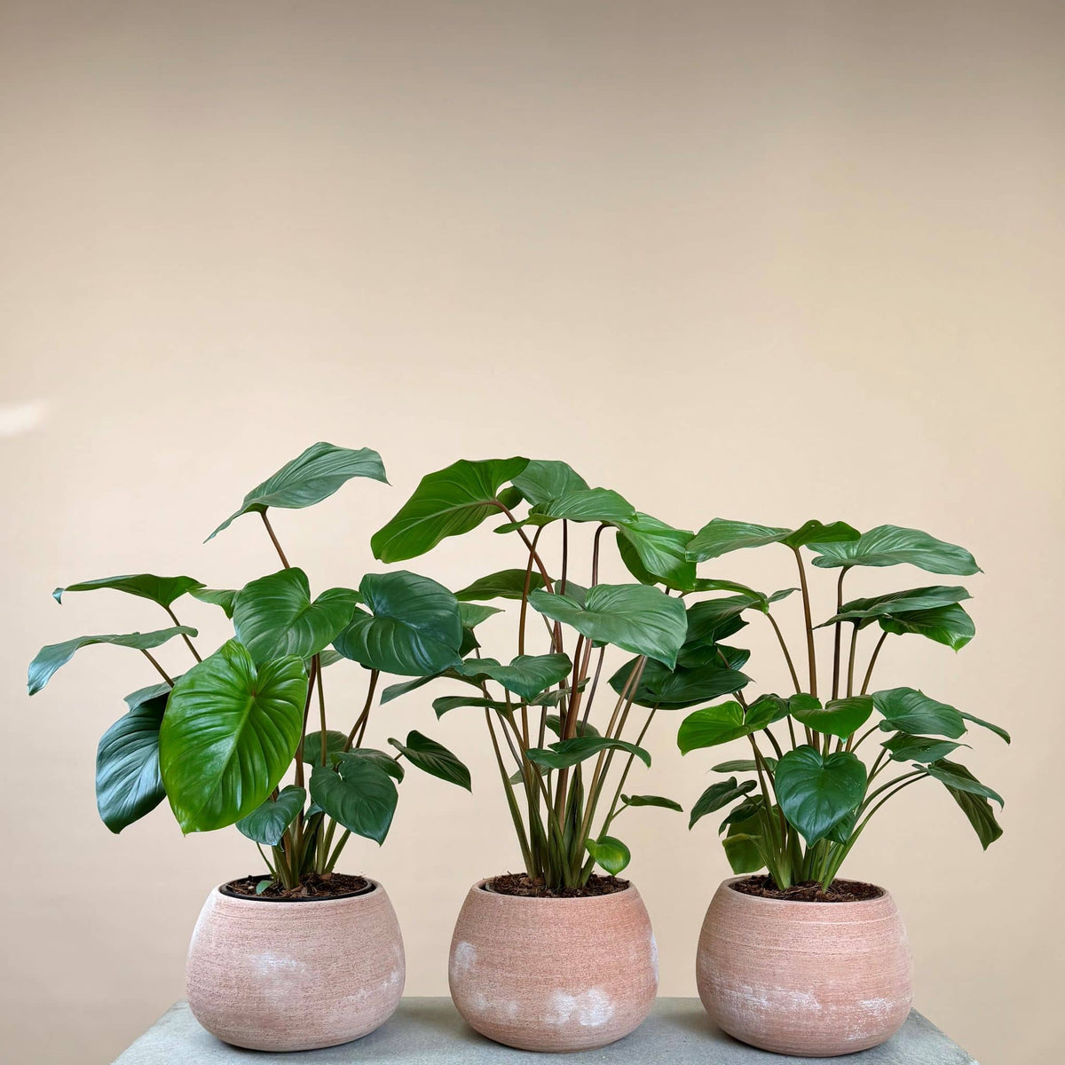 Homalomena in Terracotta