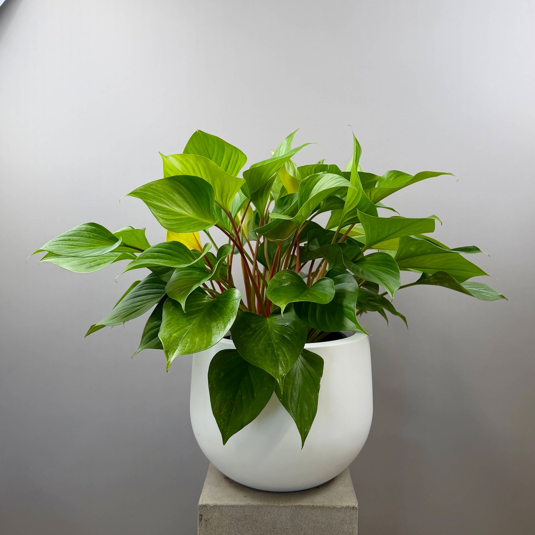 Homalomena Uppsala Planter